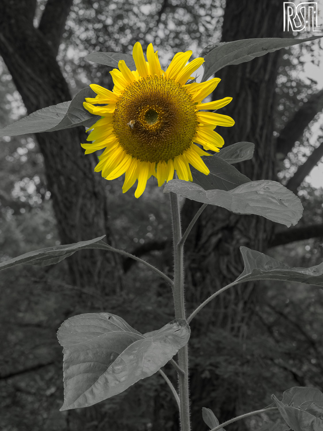 14 August 2016<BR>1/100 sec at f / 5.0 @ ISO 500<BR>OLYMPUS IMAGING CORP. E-M1 + OLYMPUS M.12-40mm F2.8