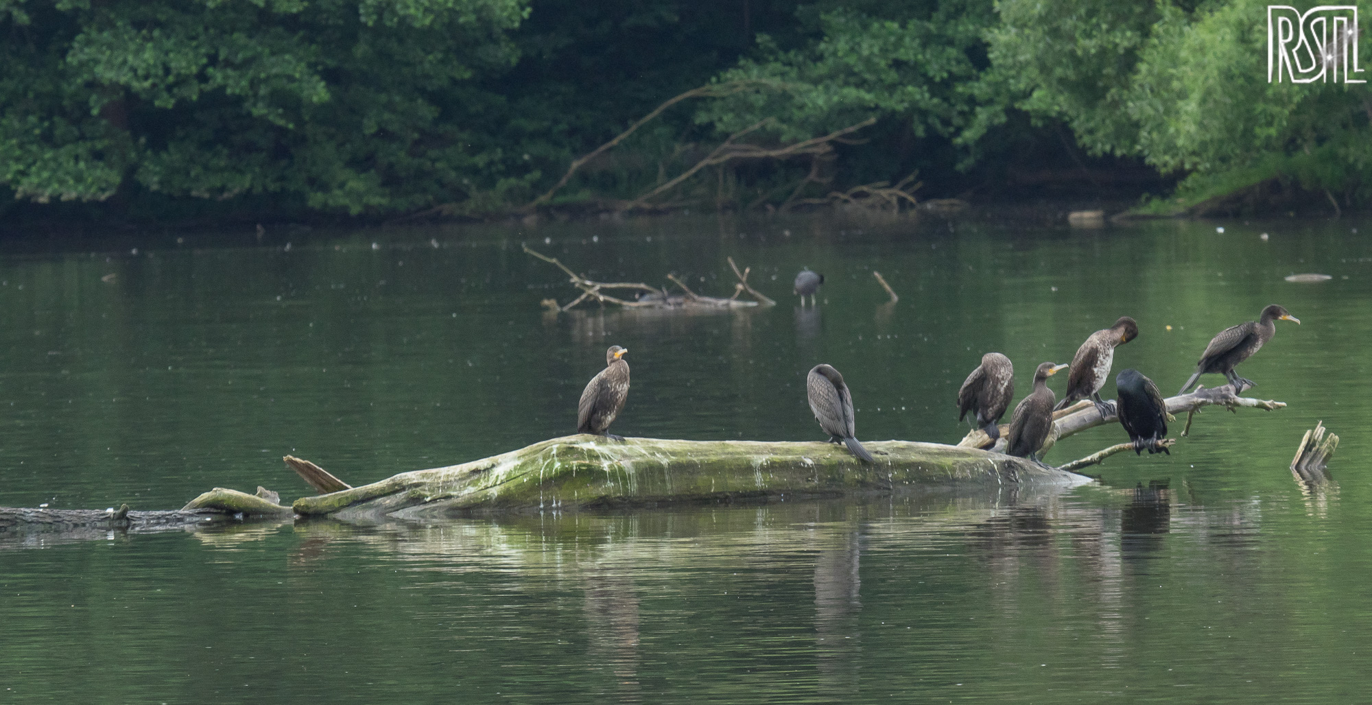 12 June 2016<BR>1/400 sec at f / 8,0 @ ISO 250<BR>OLYMPUS IMAGING CORP. E-M1 + OLYMPUS 50-200mm Lens