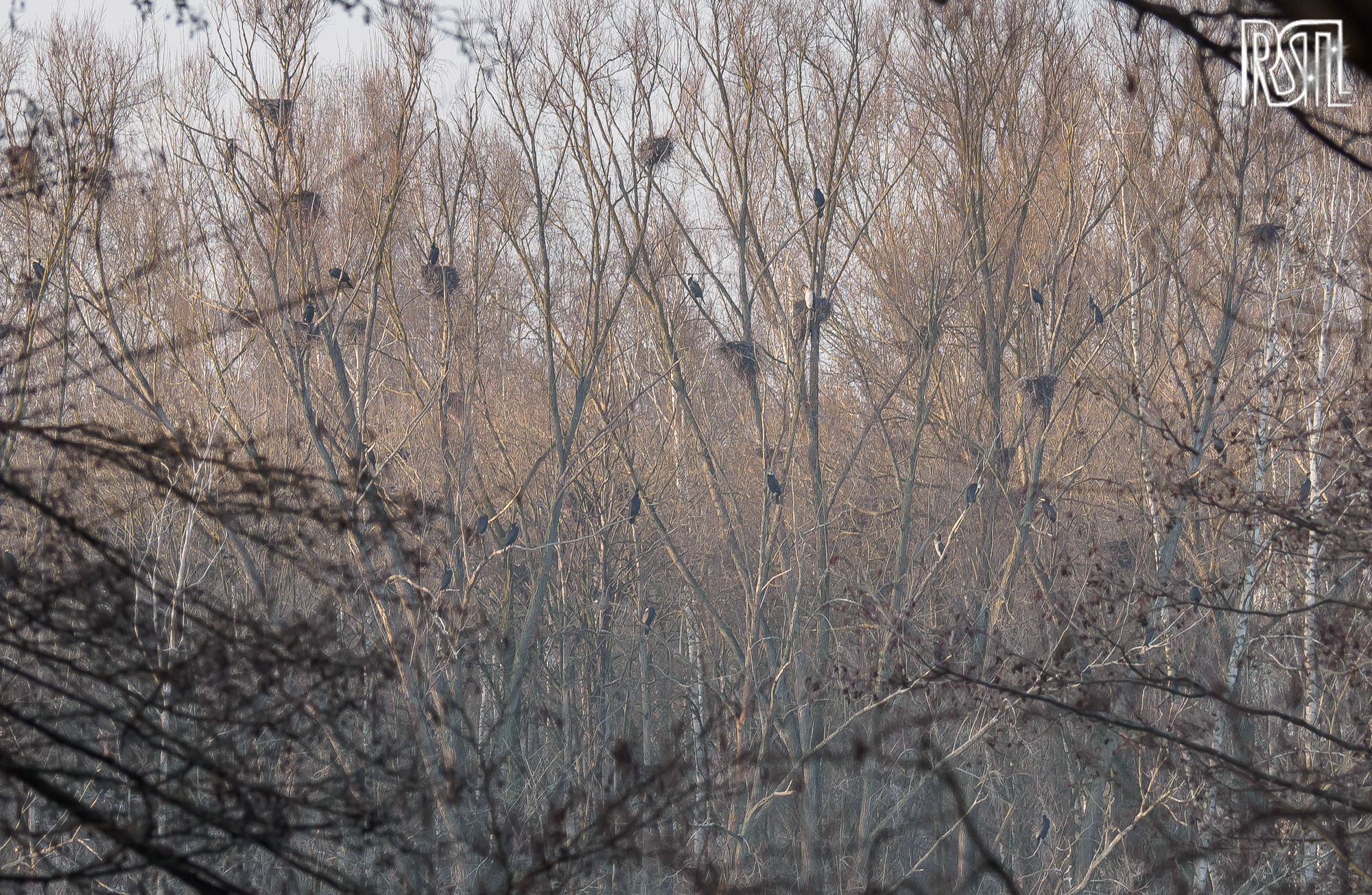 28 January 2017<BR>1/200 sec at f / 5.6 @ ISO 320<BR>OLYMPUS IMAGING CORP. E-M1 + OLYMPUS M.12-100mm F4.0