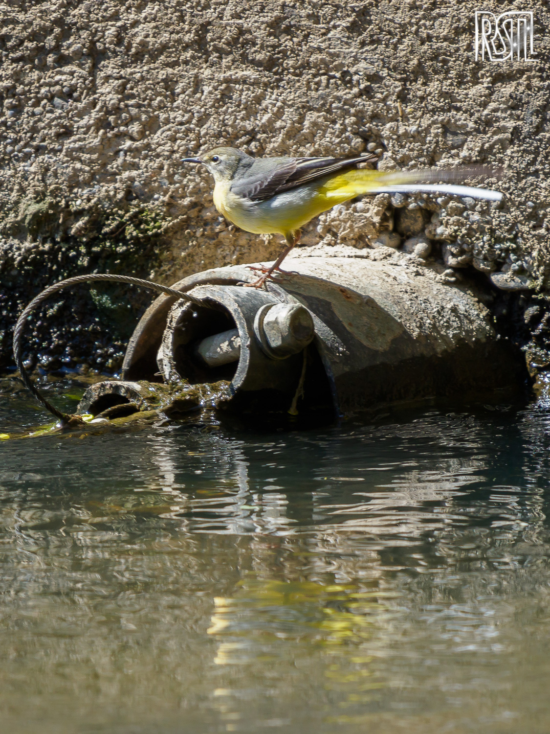 21 April 2019<BR>1/250 sec at f / 6,3 @ ISO 320<BR>OLYMPUS CORPORATION E-M1MarkII + LEICA DG 100-400/F4.0-6.3