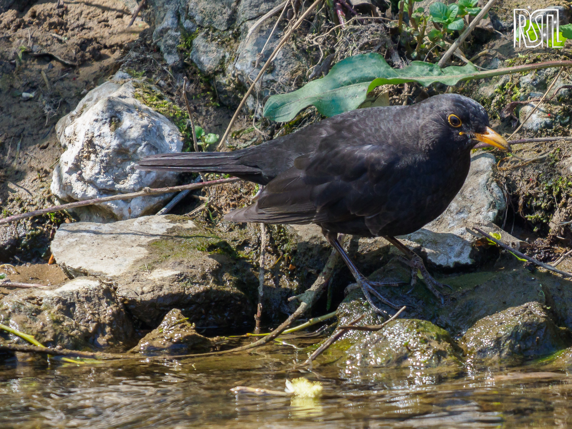 21 April 2019<BR>1/250 sec at f / 6,3 @ ISO 500<BR>OLYMPUS CORPORATION E-M1MarkII + LEICA DG 100-400/F4.0-6.3