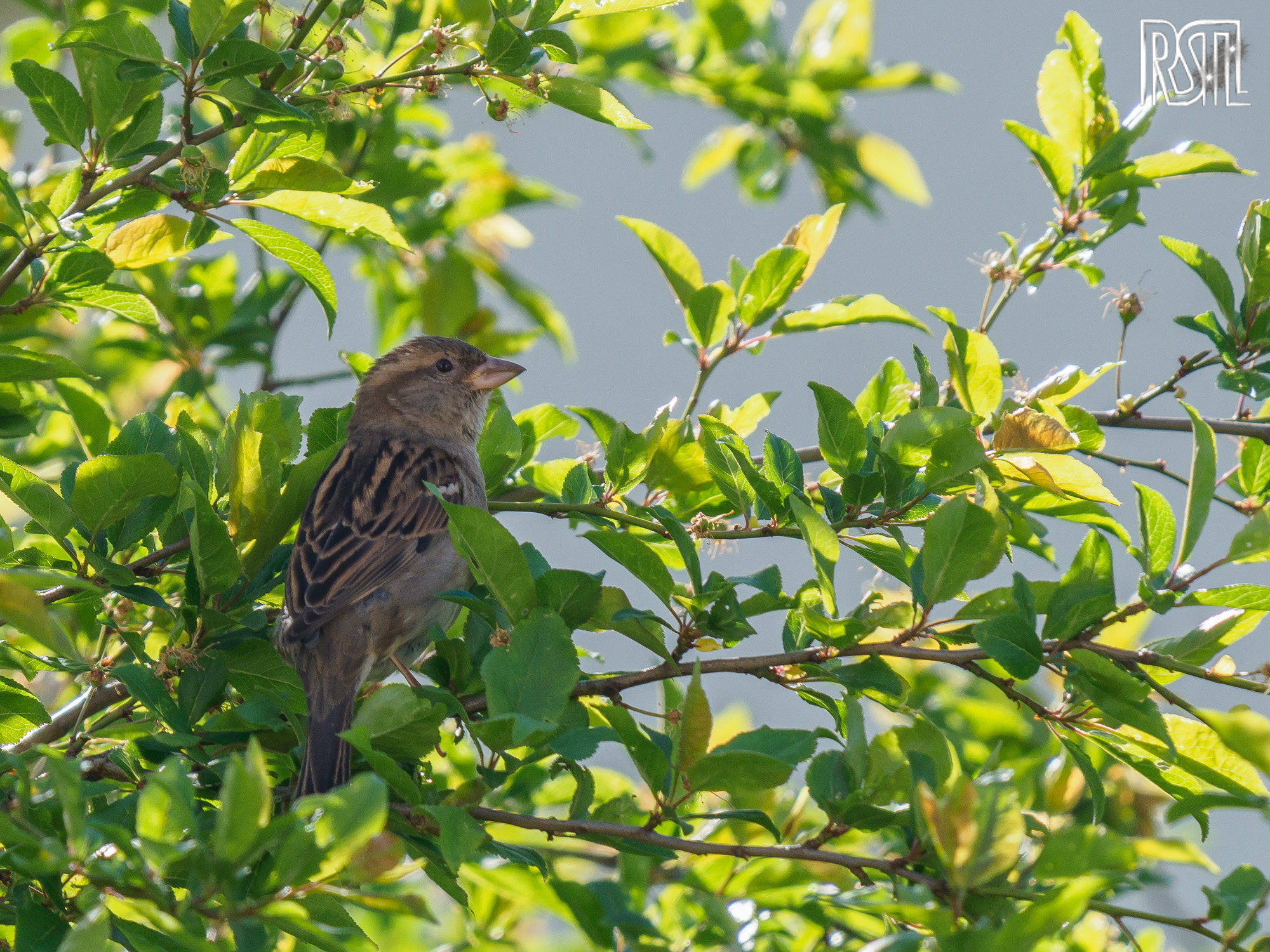 22 April 2019<BR>1/250 sec at f / 8,0 @ ISO 320<BR>OLYMPUS CORPORATION E-M1MarkII + LEICA DG 100-400/F4.0-6.3