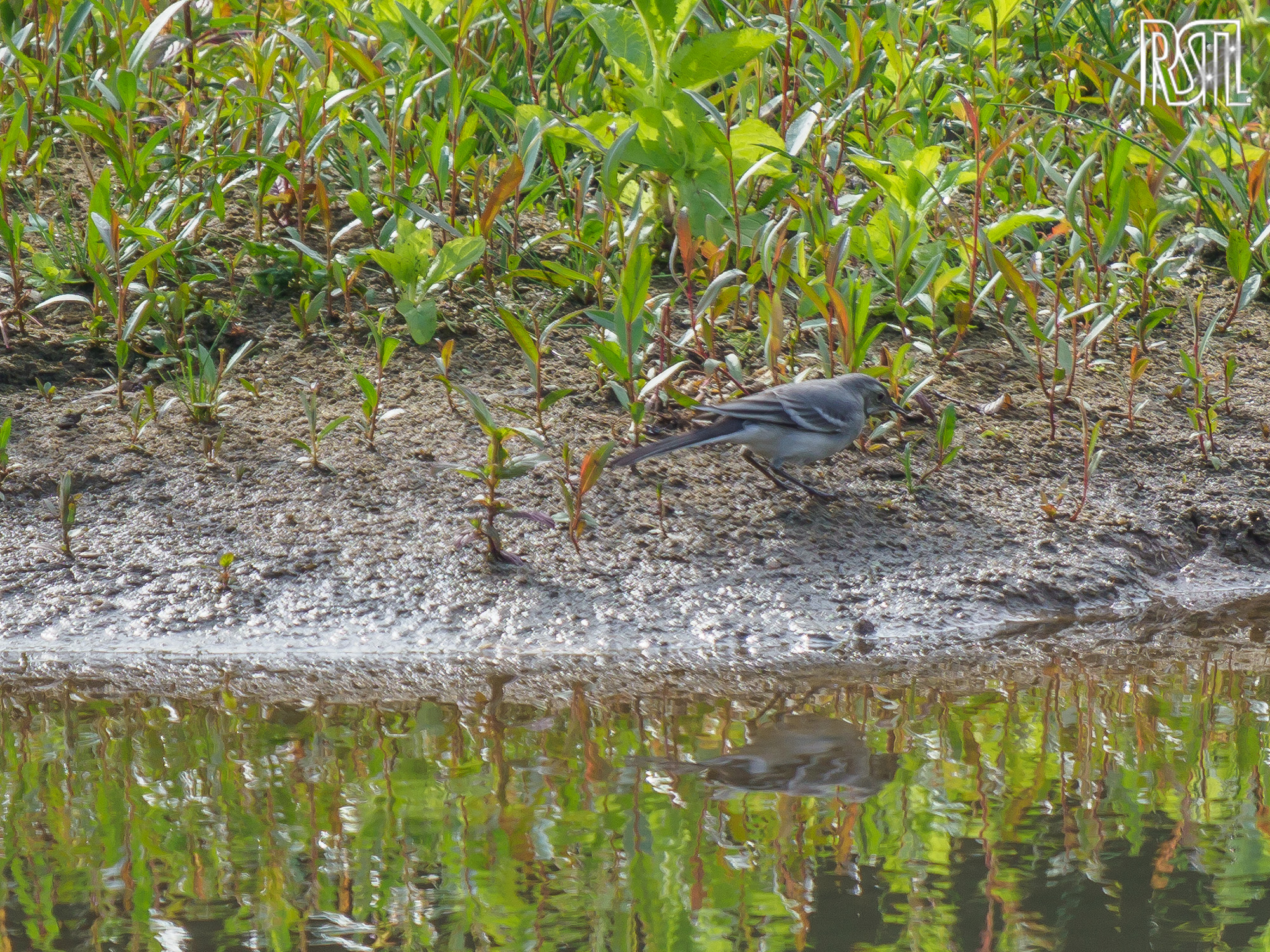 14 July 2019<BR>1/320 sec at f / 6,3 @ ISO 200<BR>OLYMPUS CORPORATION E-M1MarkII + LEICA DG 100-400/F4.0-6.3