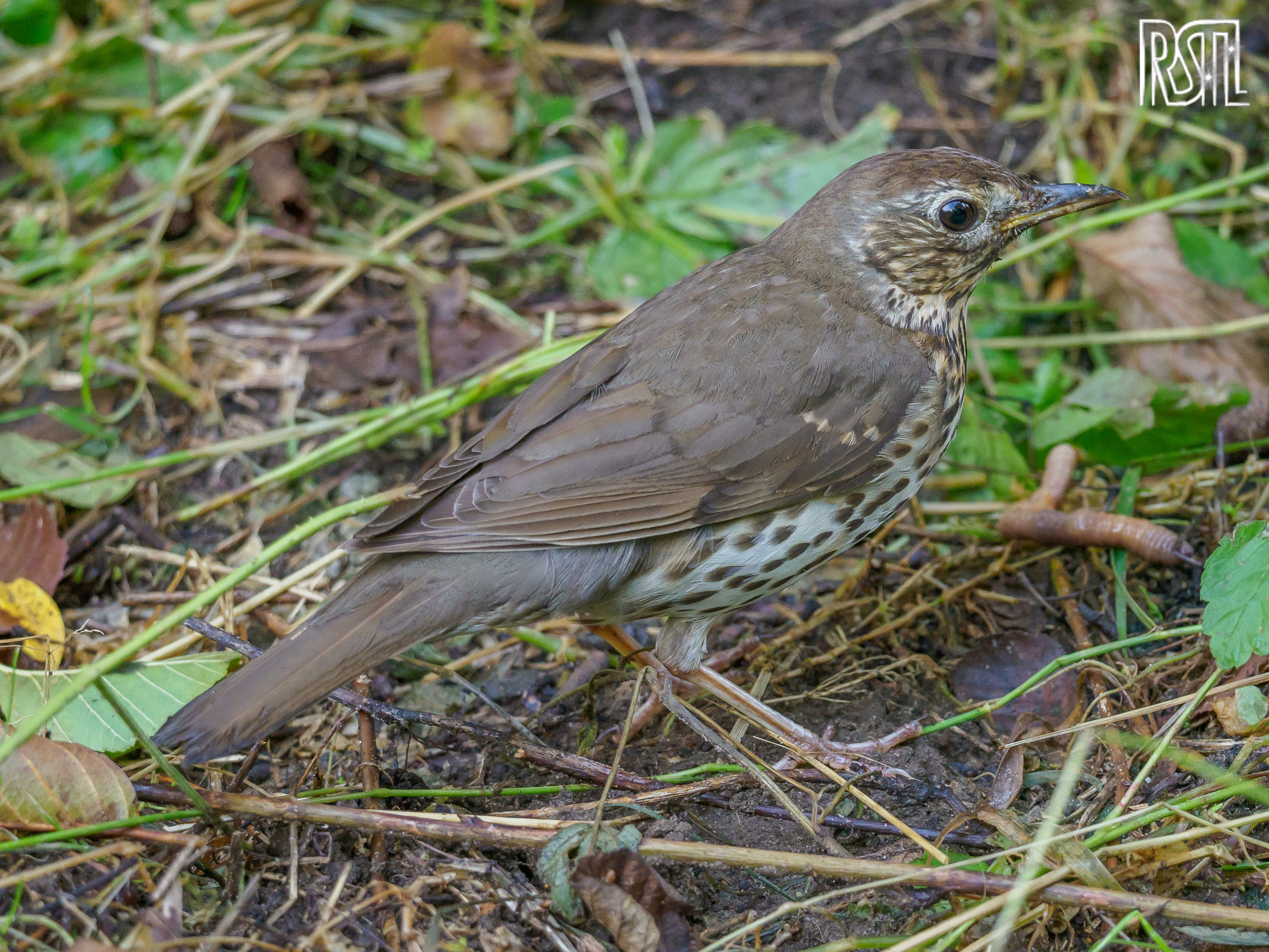 14 July 2019<BR>1/250 sec at f / 4,9 @ ISO 1600<BR>OLYMPUS CORPORATION E-M1MarkII + LEICA DG 100-400/F4.0-6.3