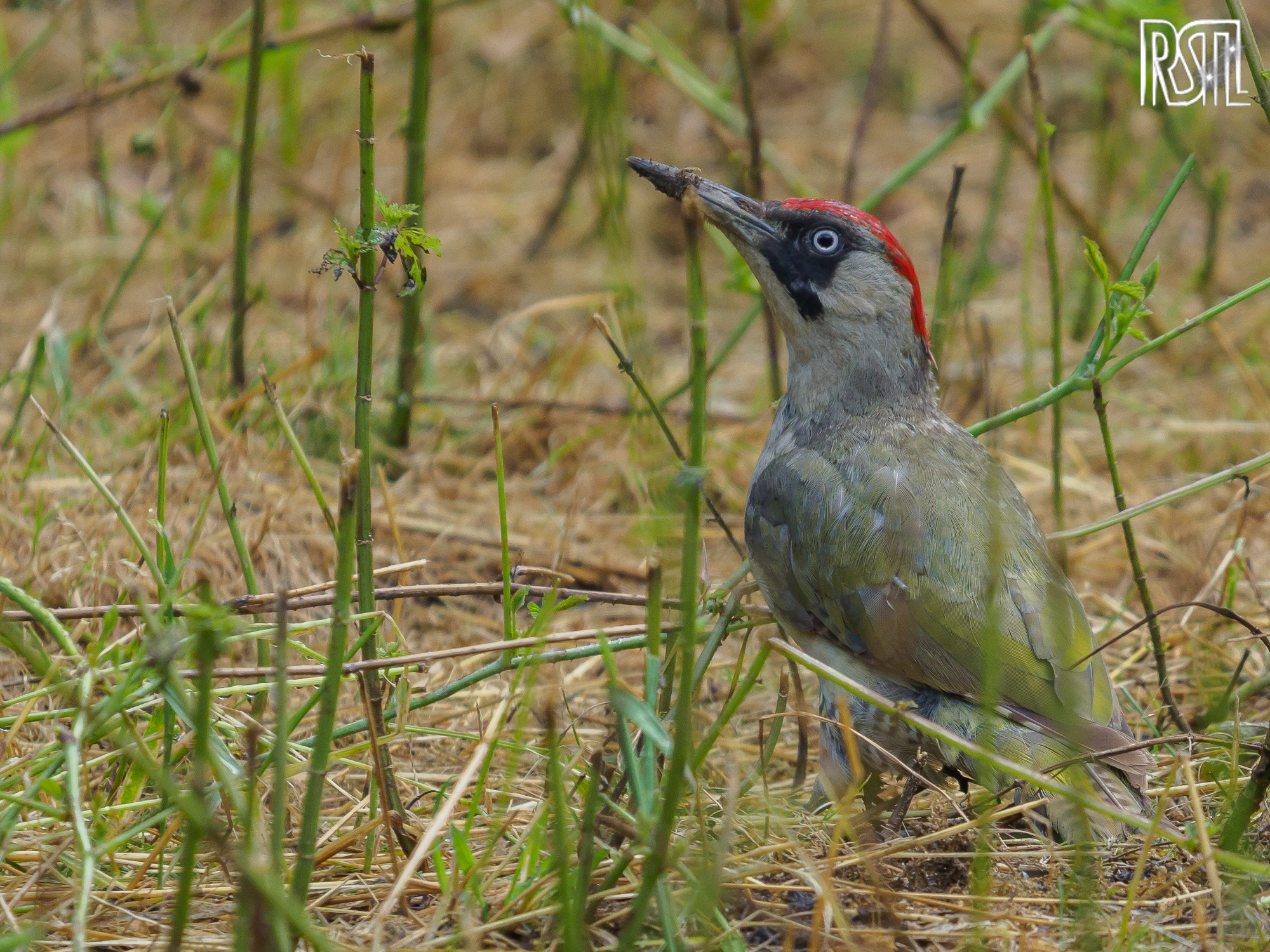 14 July 2019<BR>1/250 sec at f / 6,3 @ ISO 500<BR>OLYMPUS CORPORATION E-M1MarkII + LEICA DG 100-400/F4.0-6.3