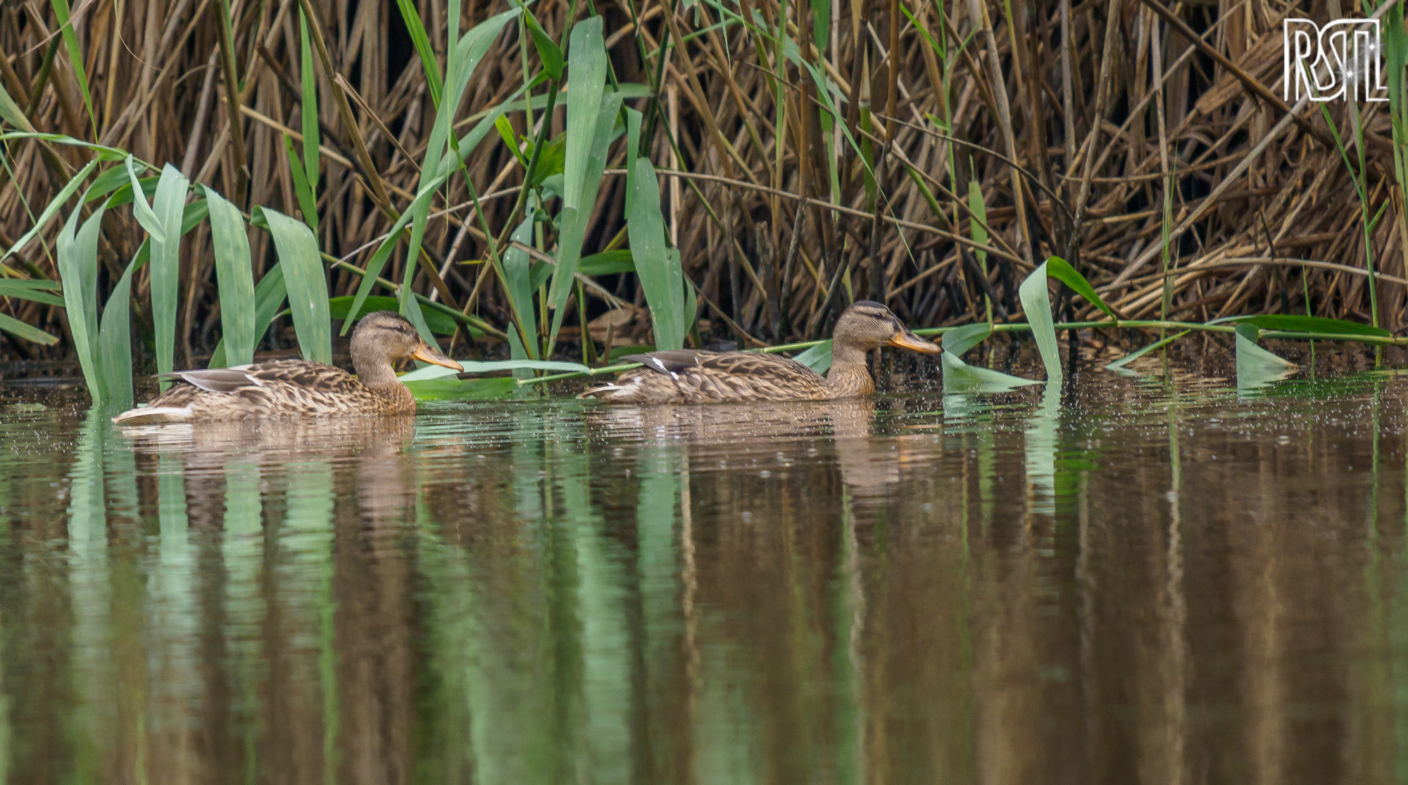 14 July 2019<BR>1/250 sec at f / 6,3 @ ISO 800<BR>OLYMPUS CORPORATION E-M1MarkII + LEICA DG 100-400/F4.0-6.3