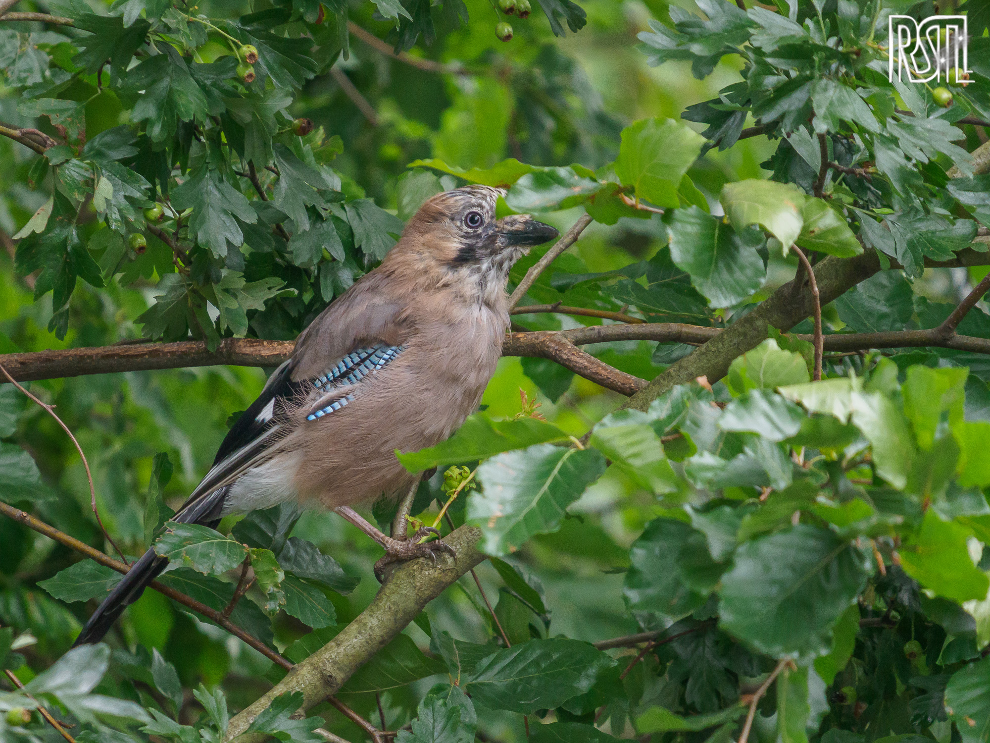 14 July 2019<BR>1/250 sec at f / 6,3 @ ISO 2500<BR>OLYMPUS CORPORATION E-M1MarkII + LEICA DG 100-400/F4.0-6.3