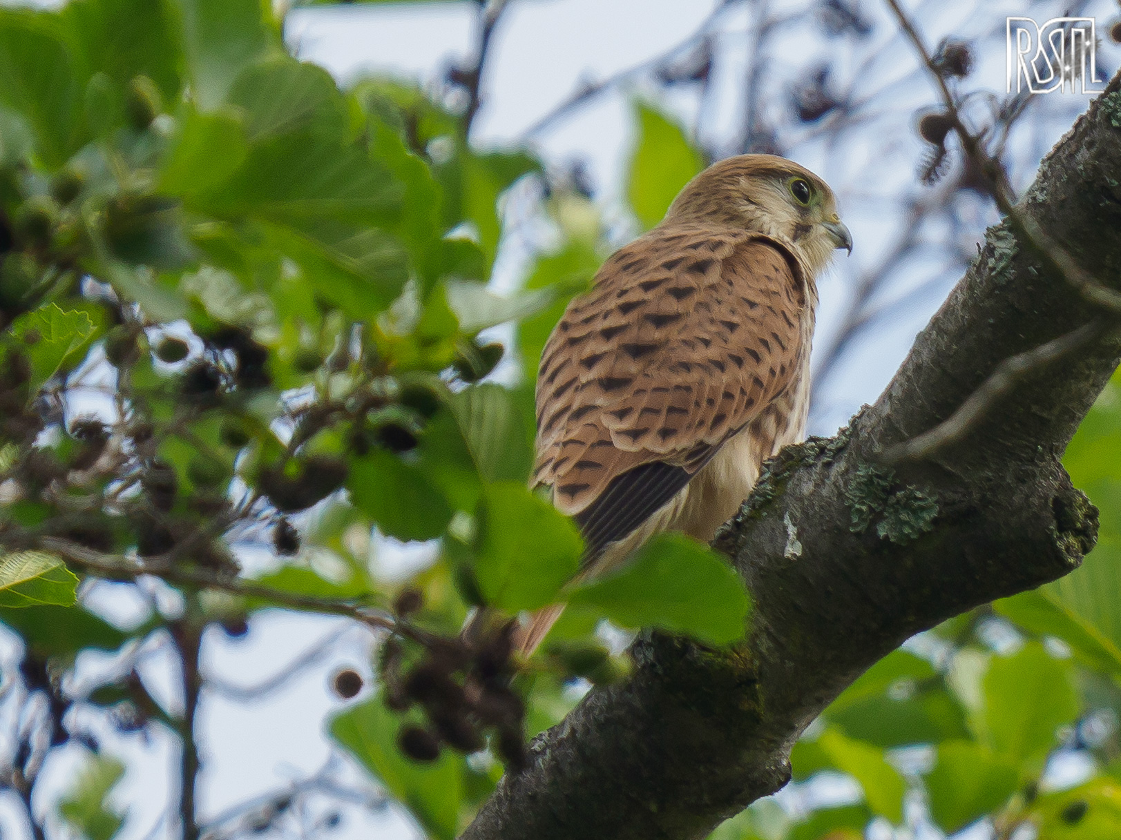 14 July 2019<BR>1/400 sec at f / 6,3 @ ISO 200<BR>OLYMPUS CORPORATION E-M1MarkII + LEICA DG 100-400/F4.0-6.3