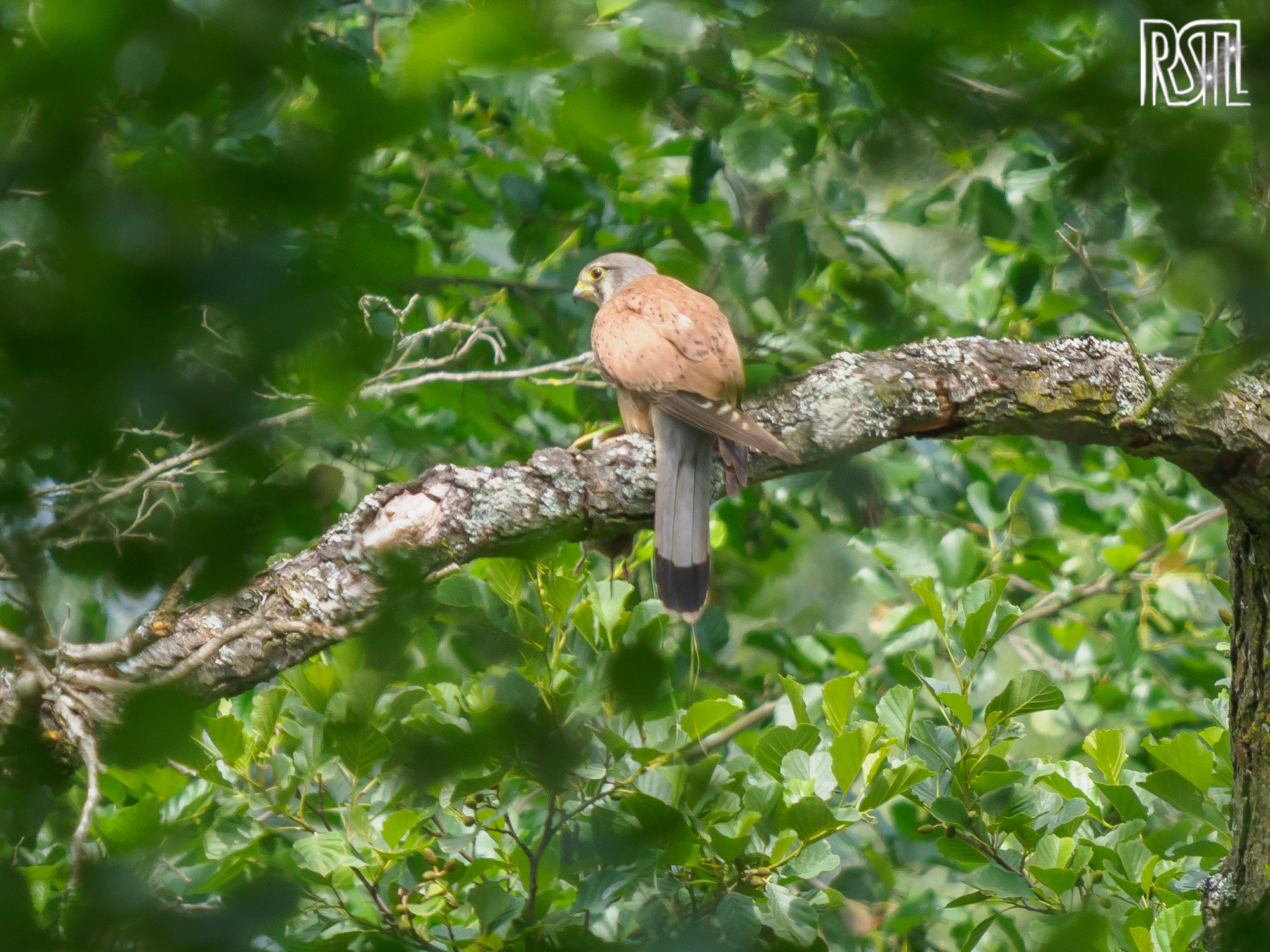 14 July 2019<BR>1/250 sec at f / 6,3 @ ISO 320<BR>OLYMPUS CORPORATION E-M1MarkII + LEICA DG 100-400/F4.0-6.3
