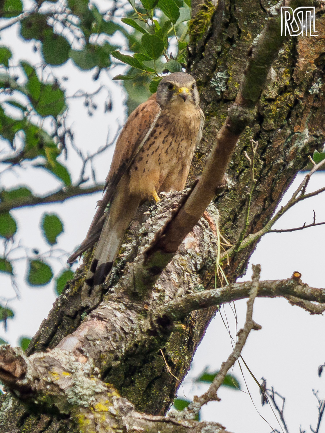 14 July 2019<BR>1/400 sec at f / 6,3 @ ISO 200<BR>OLYMPUS CORPORATION E-M1MarkII + LEICA DG 100-400/F4.0-6.3