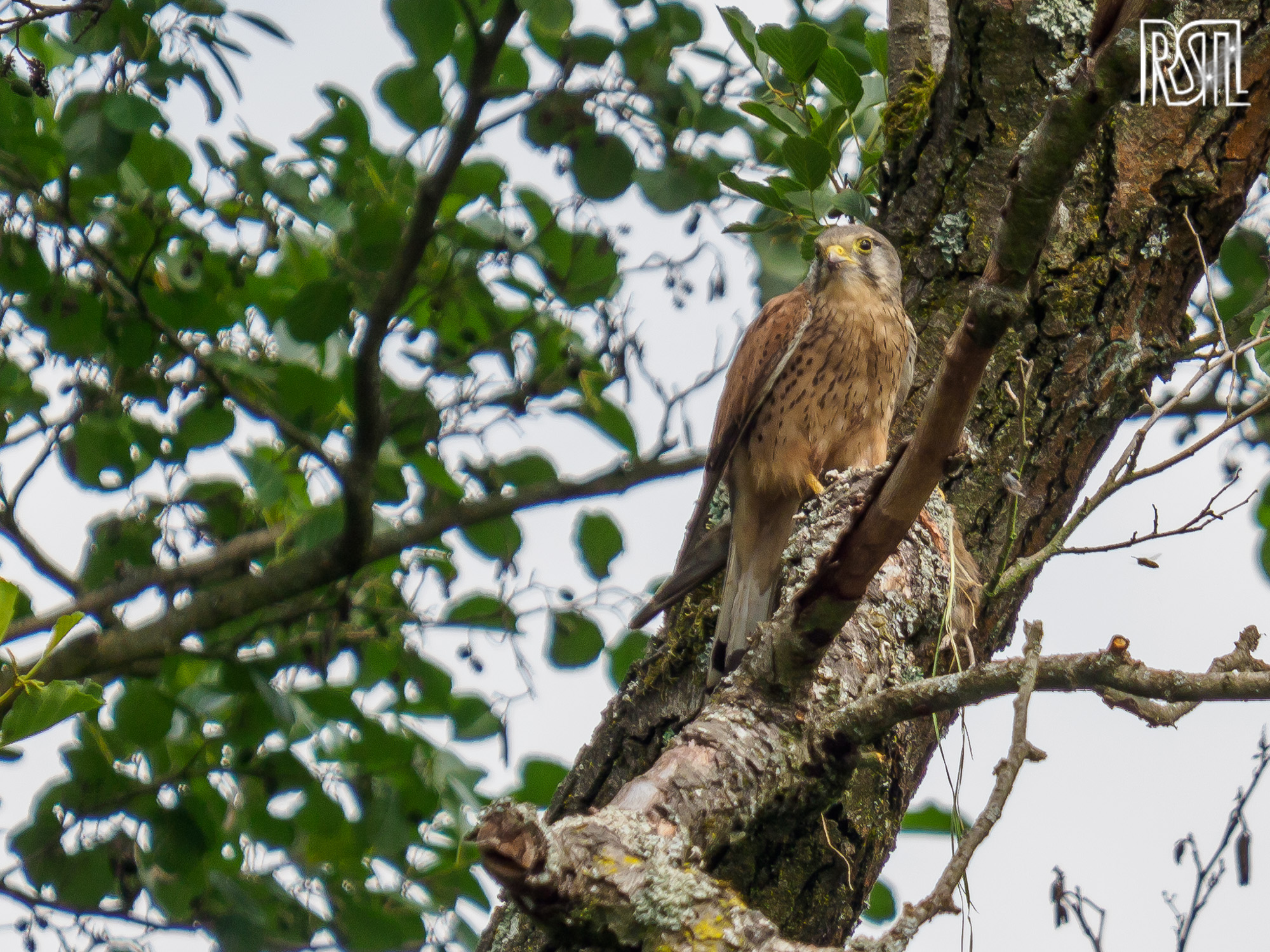 14 July 2019<BR>1/400 sec at f / 6,3 @ ISO 200<BR>OLYMPUS CORPORATION E-M1MarkII + LEICA DG 100-400/F4.0-6.3