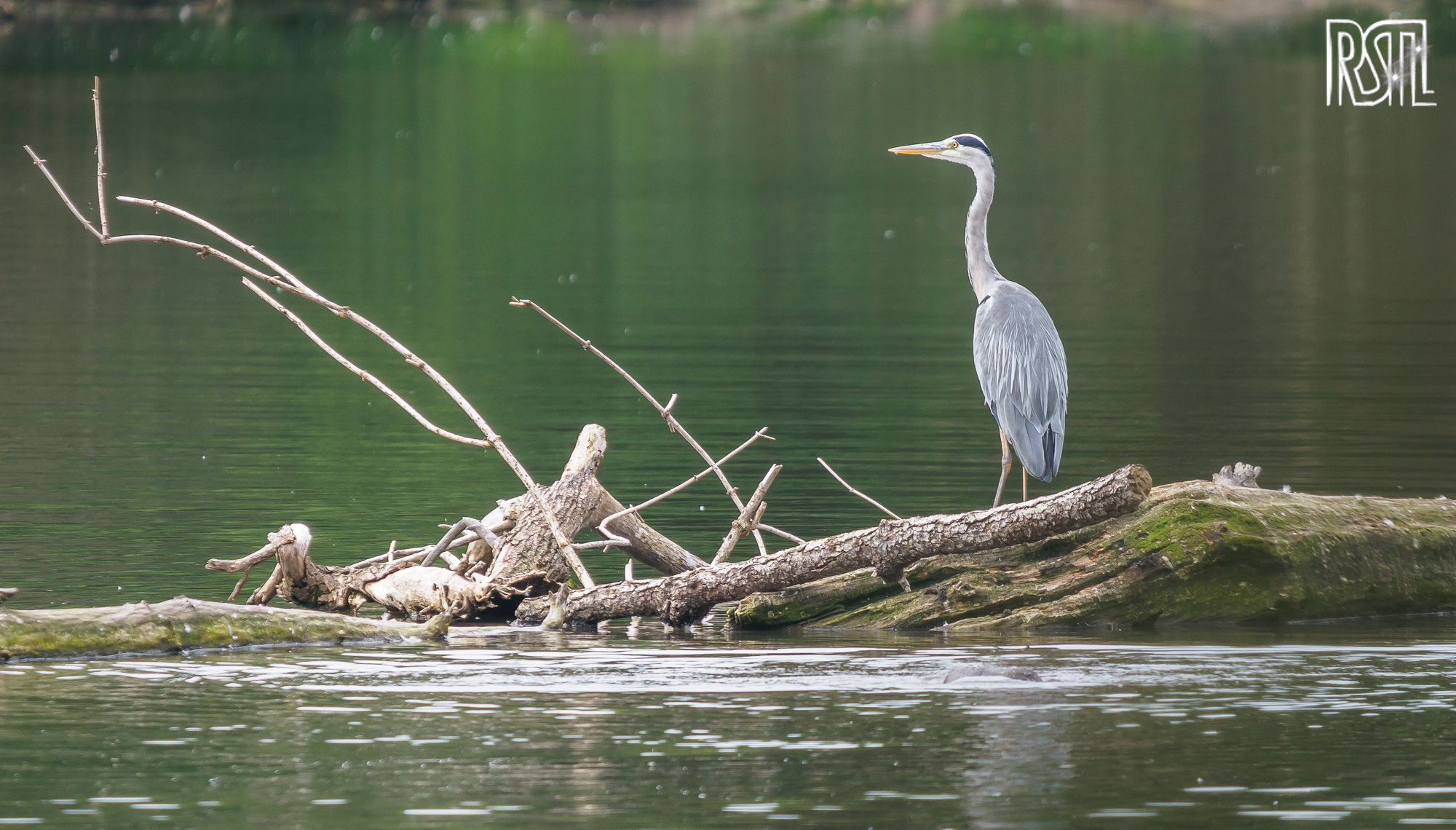 14 July 2019<BR>1/250 sec at f / 6,3 @ ISO 400<BR>OLYMPUS CORPORATION E-M1MarkII + LEICA DG 100-400/F4.0-6.3
