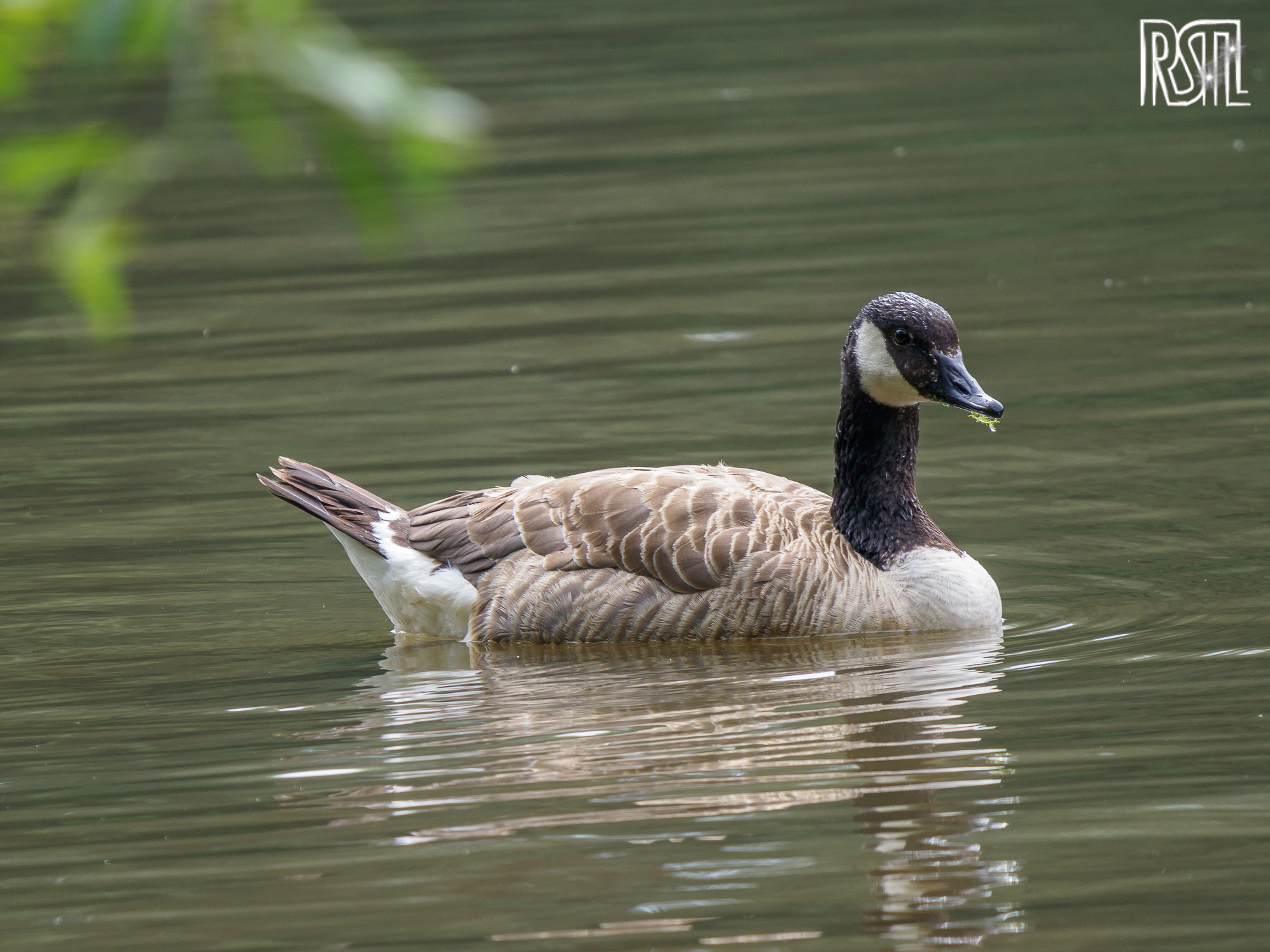 14 July 2019<BR>1/250 sec at f / 6,3 @ ISO 320<BR>OLYMPUS CORPORATION E-M1MarkII + LEICA DG 100-400/F4.0-6.3