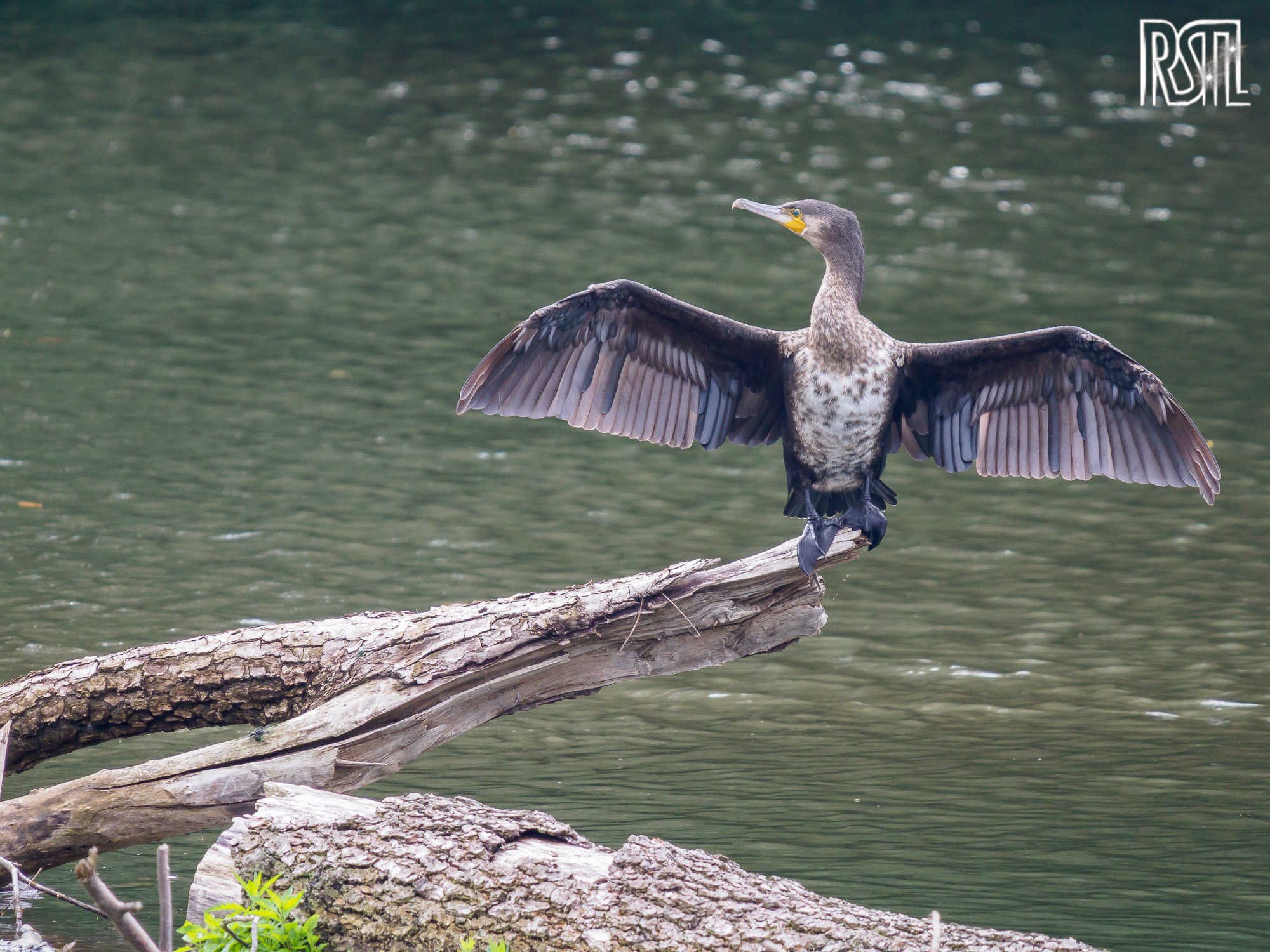 21 July 2019<BR>1/250 sec at f / 6,3 @ ISO 640<BR>OLYMPUS CORPORATION E-M1MarkII + LEICA DG 100-400/F4.0-6.3