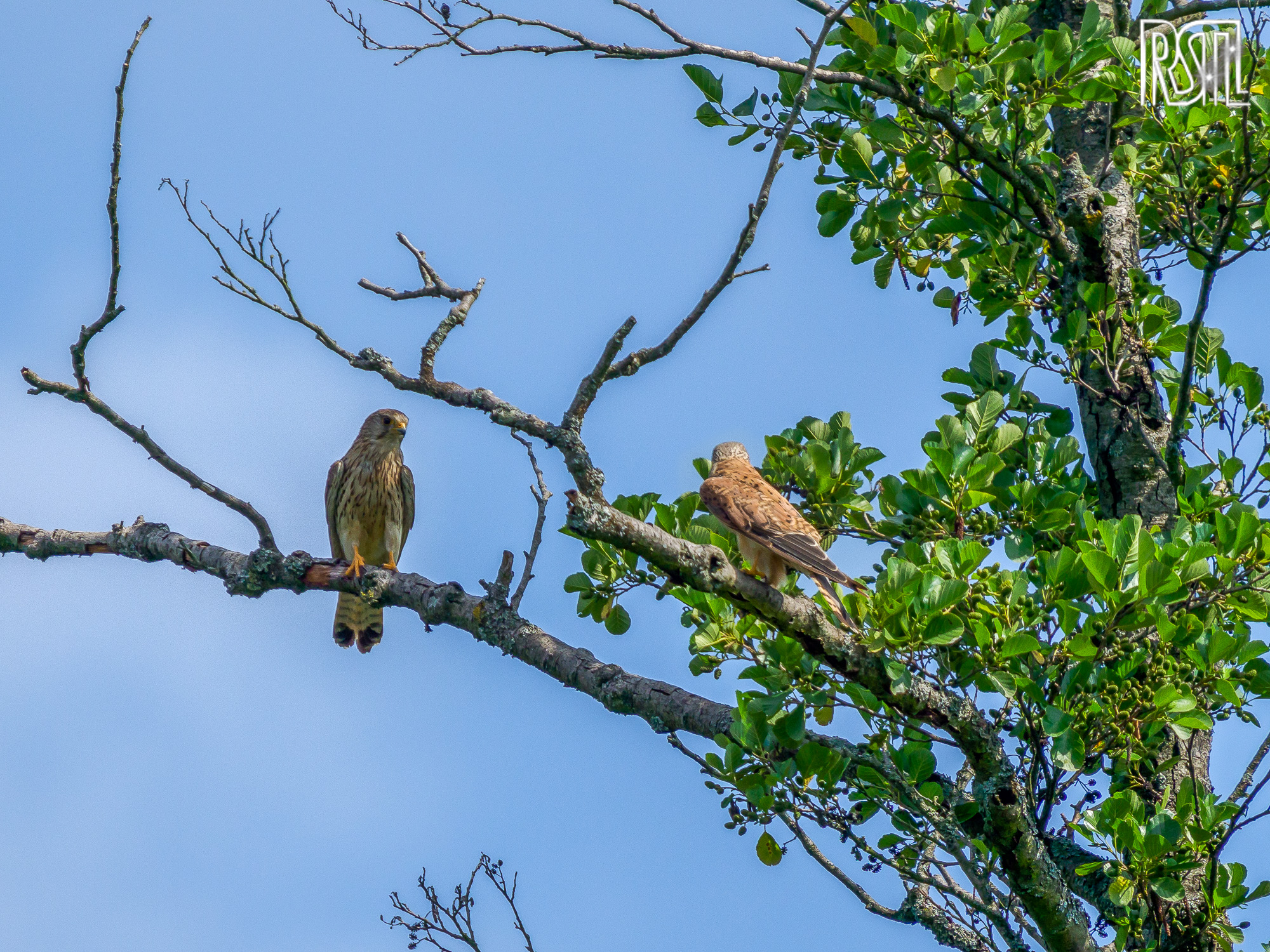 21 July 2019<BR>1/1000 sec at f / 6,3 @ ISO 200<BR>OLYMPUS CORPORATION E-M1MarkII + LEICA DG 100-400/F4.0-6.3