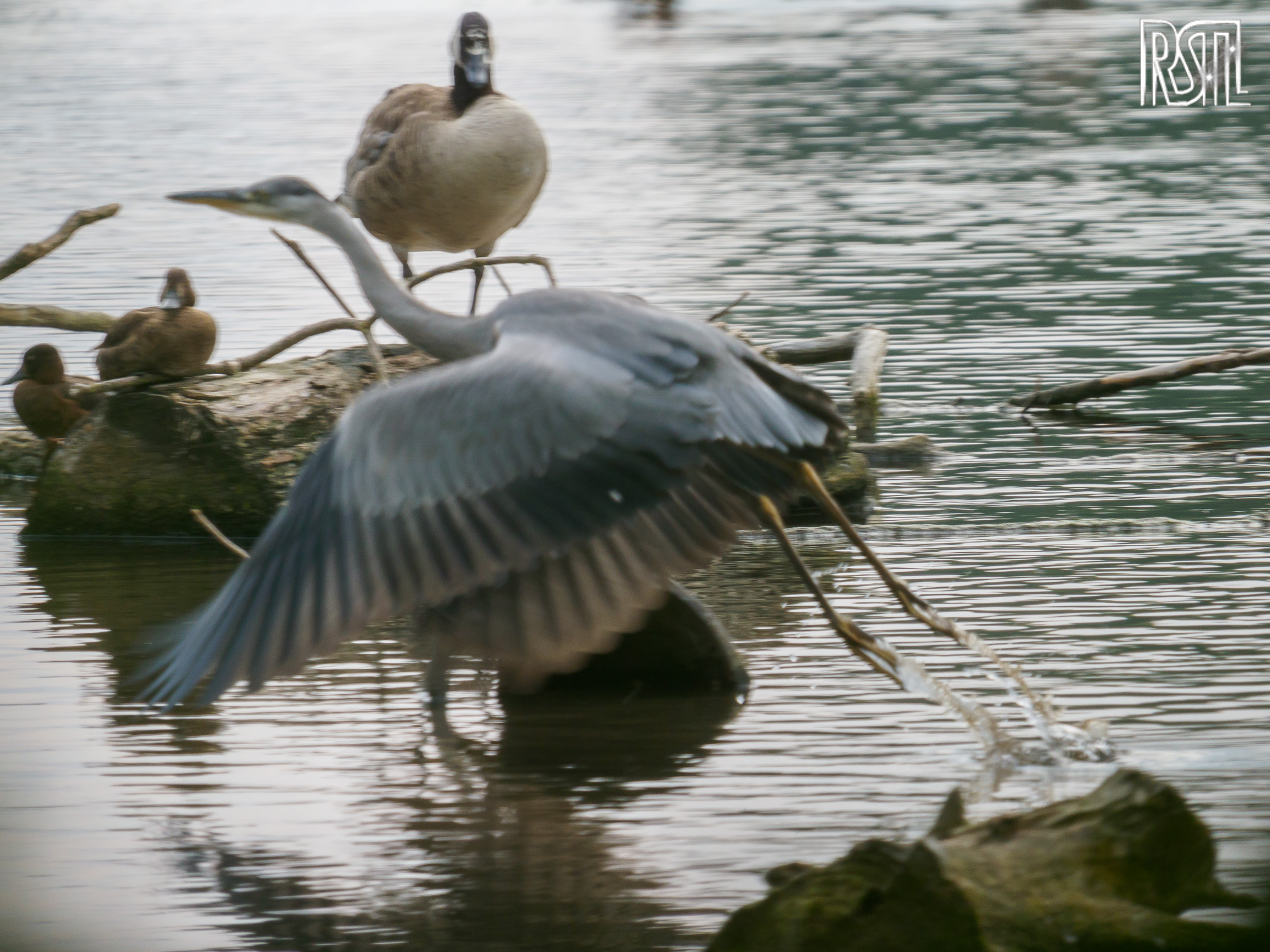 27 July 2019<BR>1/250 sec at f / 6,3 @ ISO 500<BR>OLYMPUS CORPORATION E-M1MarkII + LEICA DG 100-400/F4.0-6.3