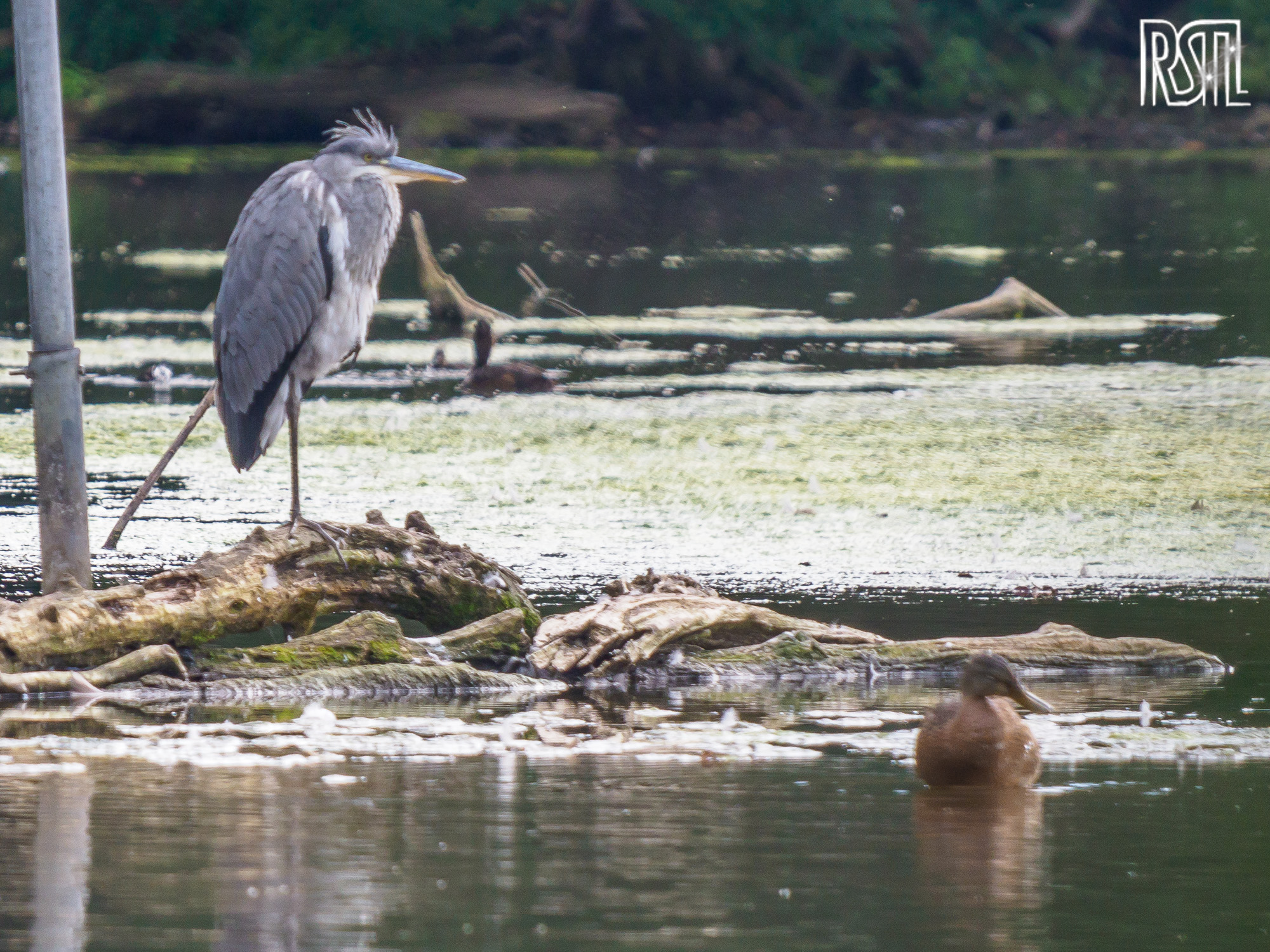 27 July 2019<BR>1/250 sec at f / 6,3 @ ISO 500<BR>OLYMPUS CORPORATION E-M1MarkII + LEICA DG 100-400/F4.0-6.3