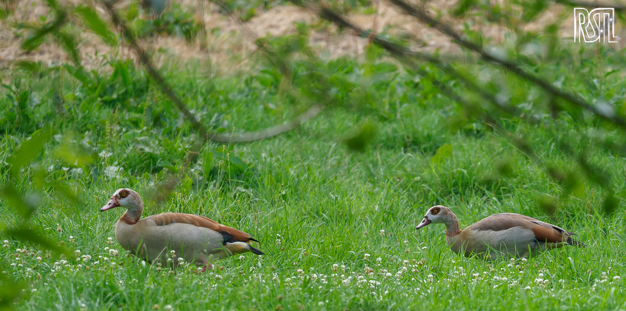 27 July 2019<BR>1/250 sec at f / 5,3 @ ISO 400<BR>OLYMPUS CORPORATION E-M1MarkII + LEICA DG 100-400/F4.0-6.3