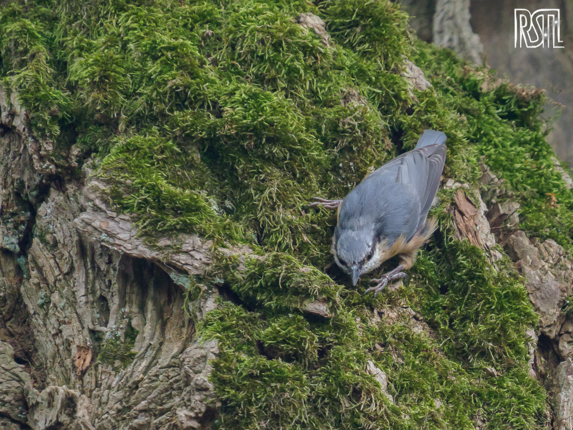 28 July 2019<BR>1/250 sec at f / 6,3 @ ISO 1600<BR>OLYMPUS CORPORATION E-M1MarkII + LEICA DG 100-400/F4.0-6.3