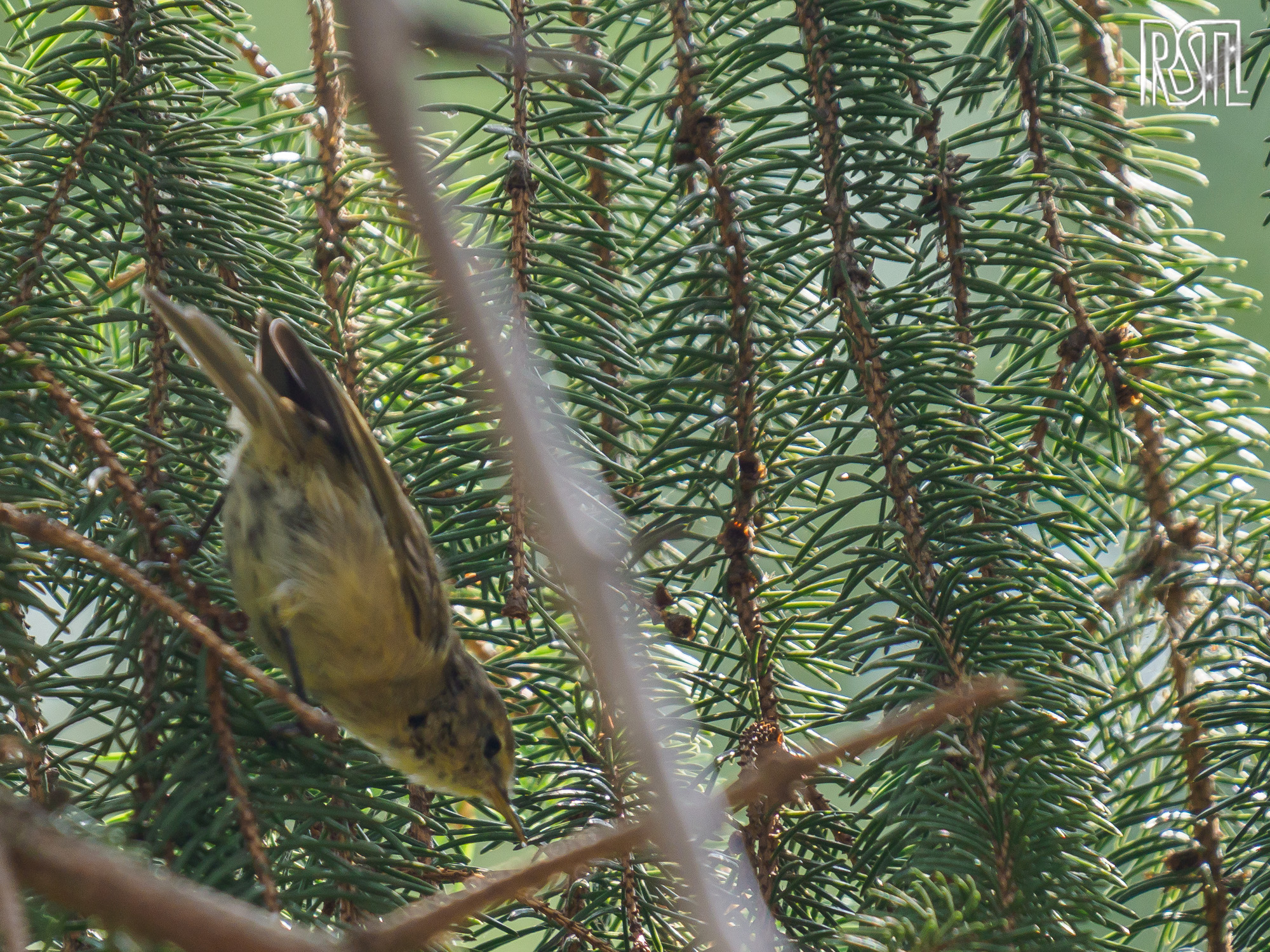 28 July 2019<BR>1/250 sec at f / 6,3 @ ISO 640<BR>OLYMPUS CORPORATION E-M1MarkII + LEICA DG 100-400/F4.0-6.3