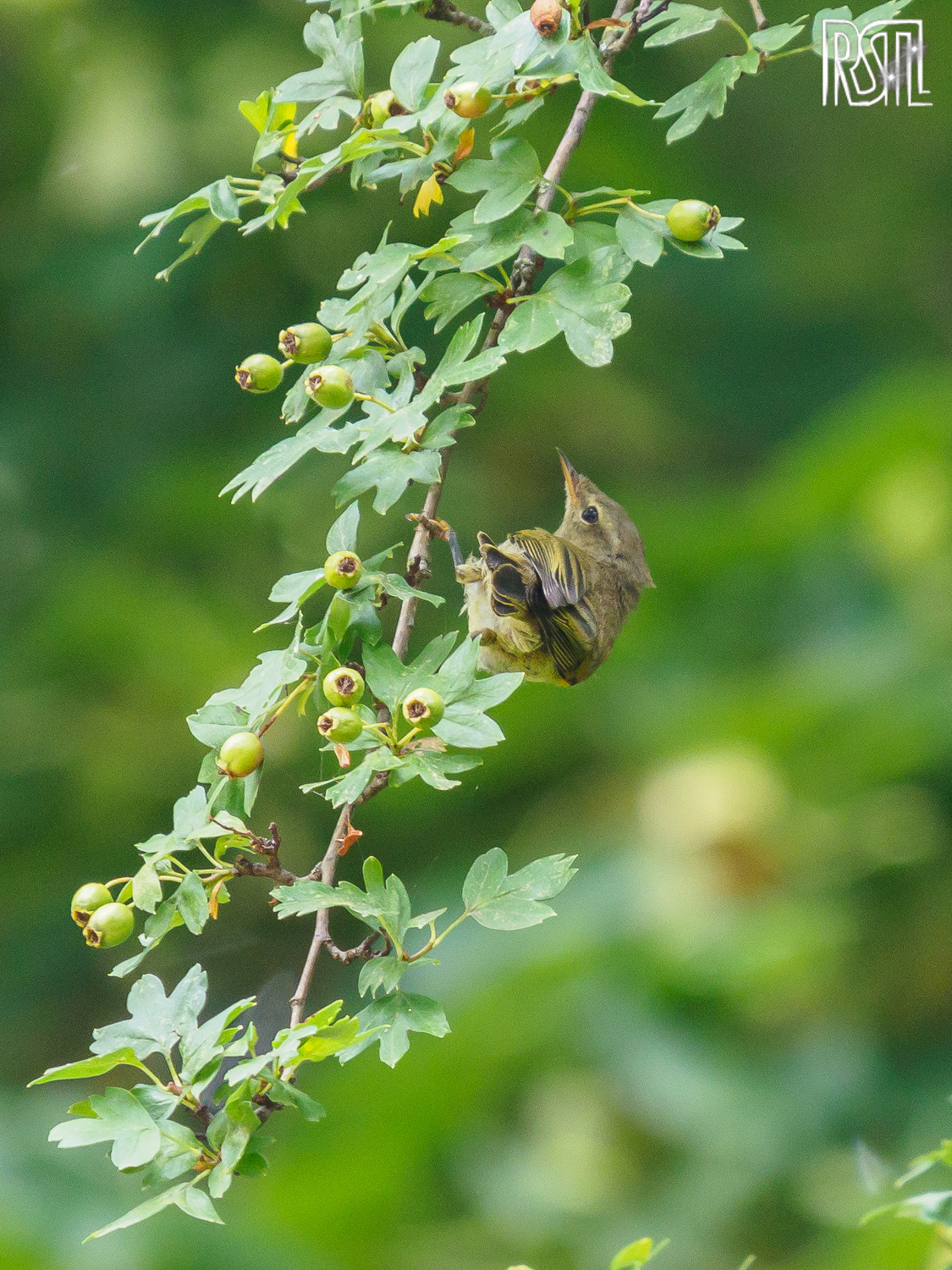 28 July 2019<BR>1/250 sec at f / 6,3 @ ISO 1250<BR>OLYMPUS CORPORATION E-M1MarkII + LEICA DG 100-400/F4.0-6.3