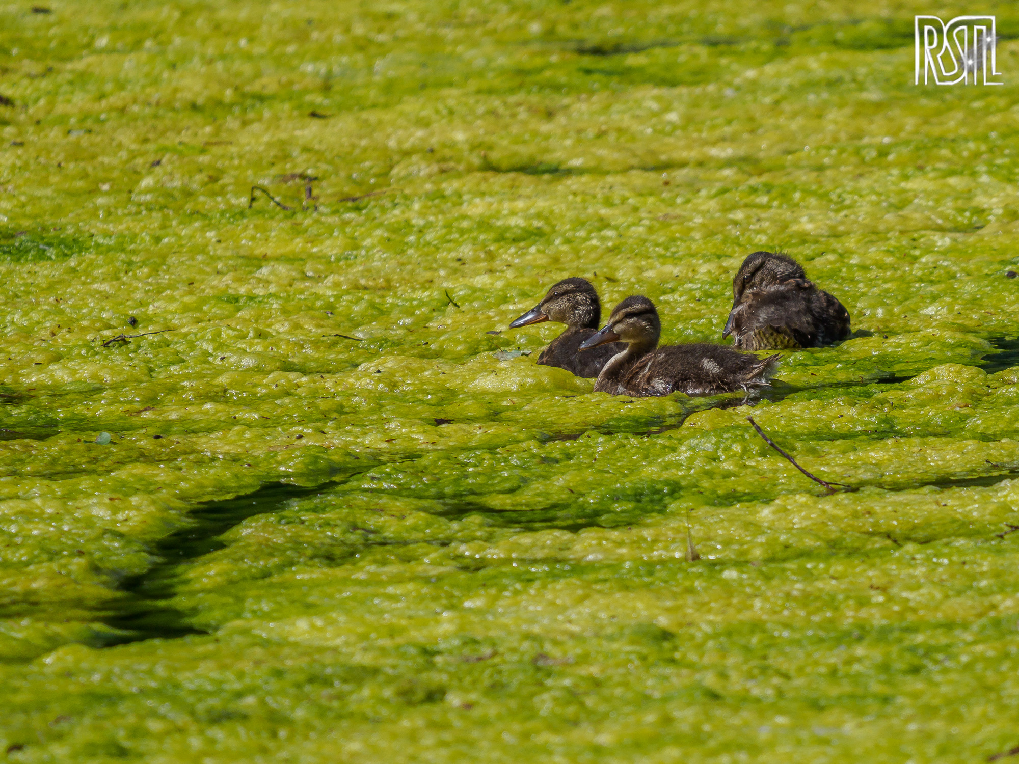 02 June 2019<BR>1/1000 sec at f / 6,3 @ ISO 200<BR>OLYMPUS CORPORATION E-M1MarkII + LEICA DG 100-400/F4.0-6.3