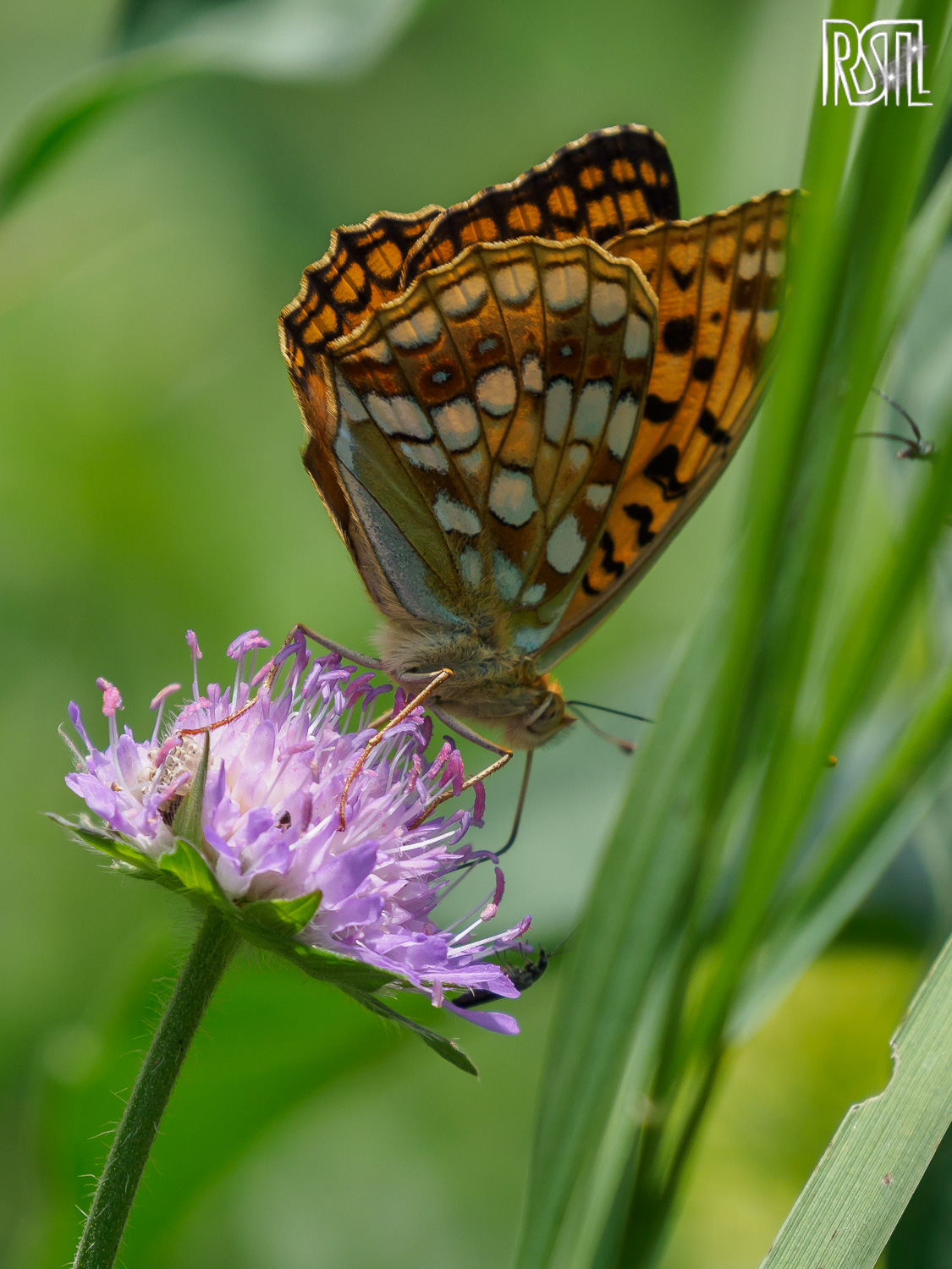20 June 2019<BR>1/640 sec at f / 6,3 @ ISO 200<BR>OLYMPUS CORPORATION E-M1MarkII + LEICA DG 100-400/F4.0-6.3
