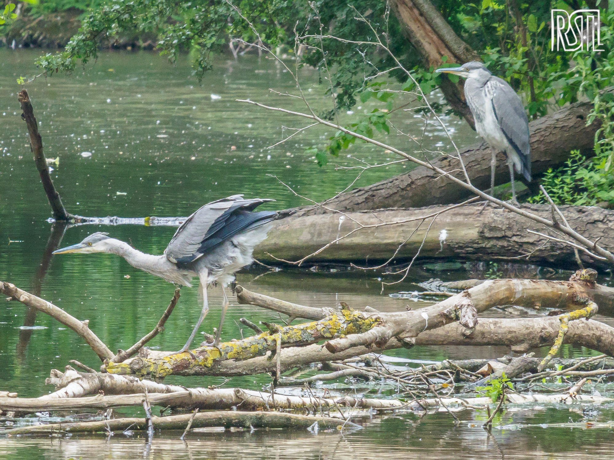 22 June 2019<BR>1/200 sec at f / 13 @ ISO 3200<BR>OLYMPUS CORPORATION E-M1MarkII + LEICA DG 100-400/F4.0-6.3