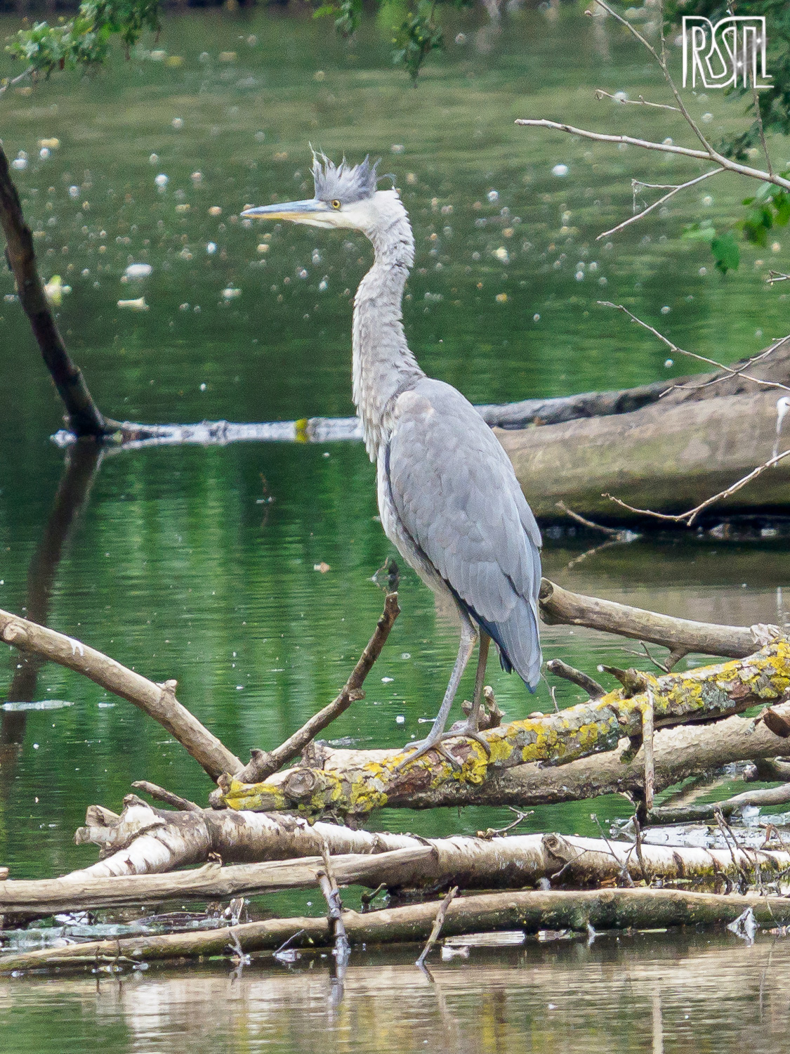 22 June 2019<BR>1/250 sec at f / 8,0 @ ISO 1250<BR>OLYMPUS CORPORATION E-M1MarkII + LEICA DG 100-400/F4.0-6.3