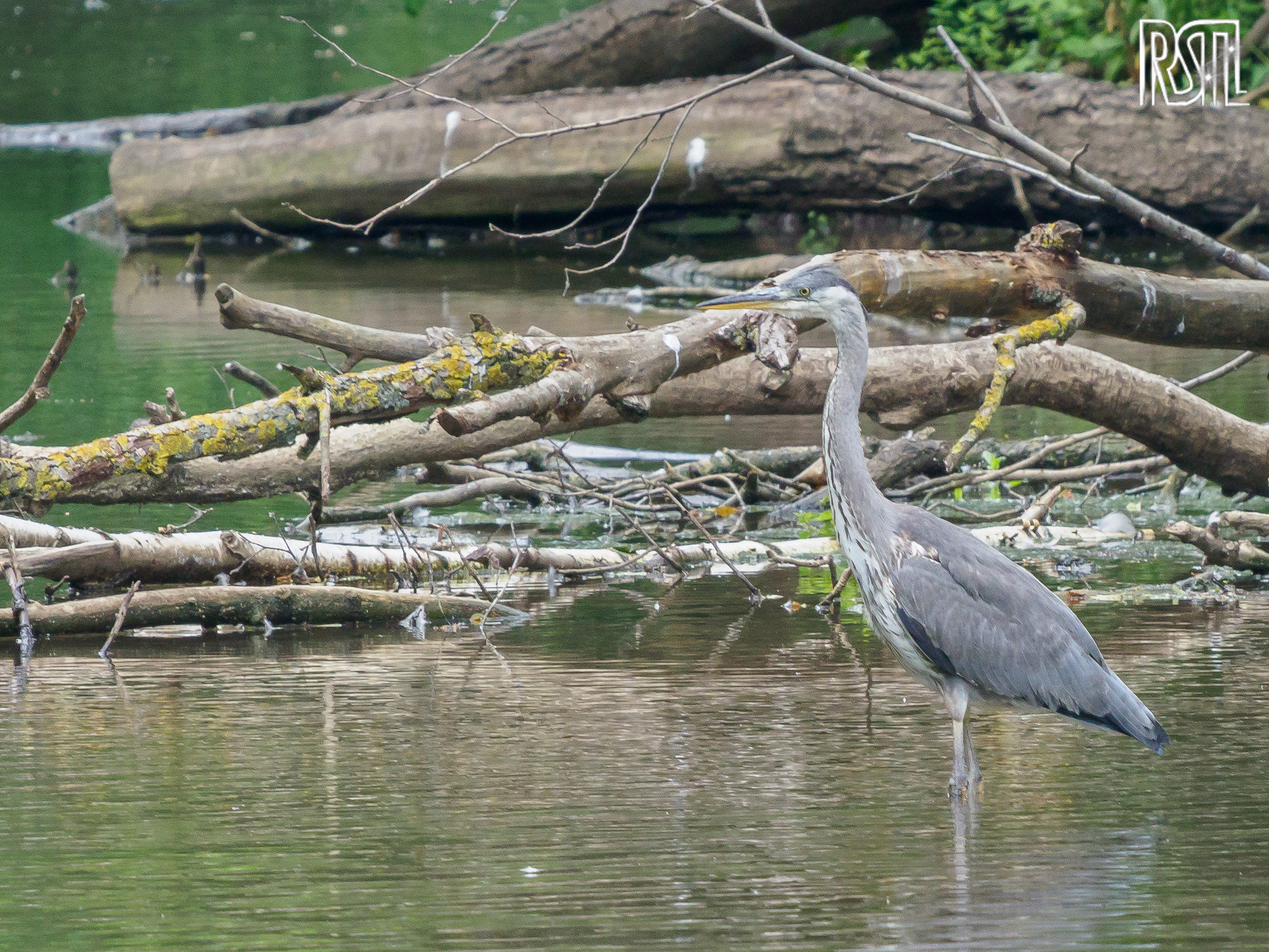 22 June 2019<BR>1/250 sec at f / 8,0 @ ISO 1250<BR>OLYMPUS CORPORATION E-M1MarkII + LEICA DG 100-400/F4.0-6.3