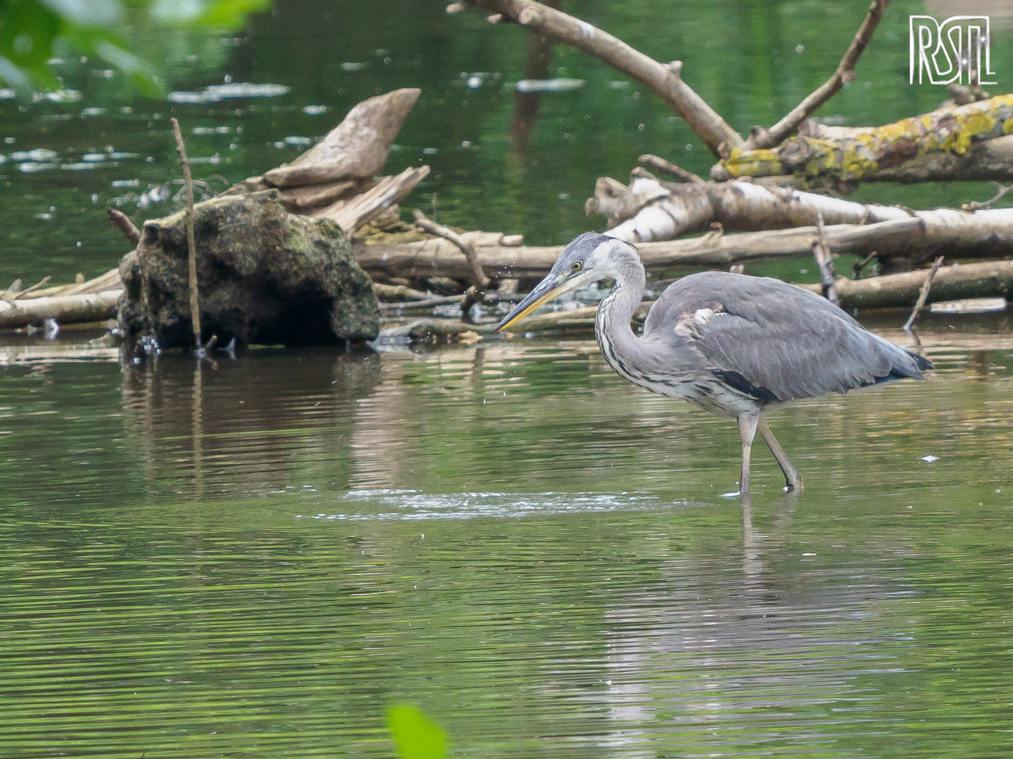 22 June 2019<BR>1/250 sec at f / 8,0 @ ISO 1000<BR>OLYMPUS CORPORATION E-M1MarkII + LEICA DG 100-400/F4.0-6.3