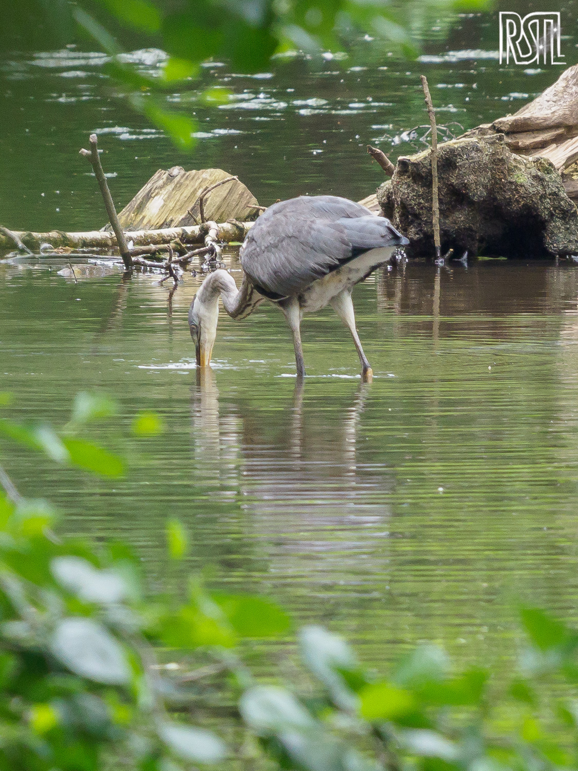 22 June 2019<BR>1/250 sec at f / 8,0 @ ISO 1000<BR>OLYMPUS CORPORATION E-M1MarkII + LEICA DG 100-400/F4.0-6.3
