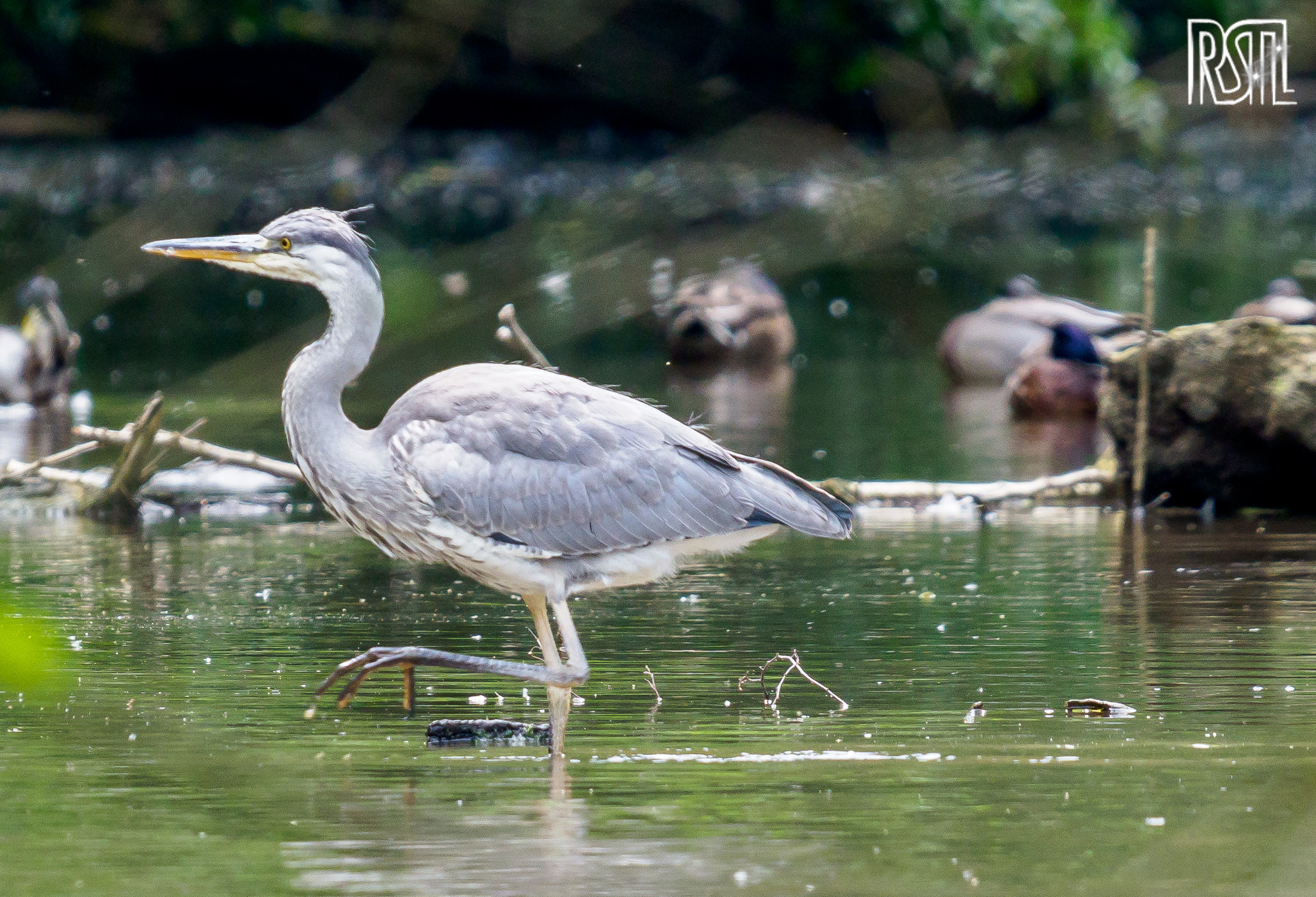 22 June 2019<BR>1/250 sec at f / 8,0 @ ISO 1000<BR>OLYMPUS CORPORATION E-M1MarkII + LEICA DG 100-400/F4.0-6.3