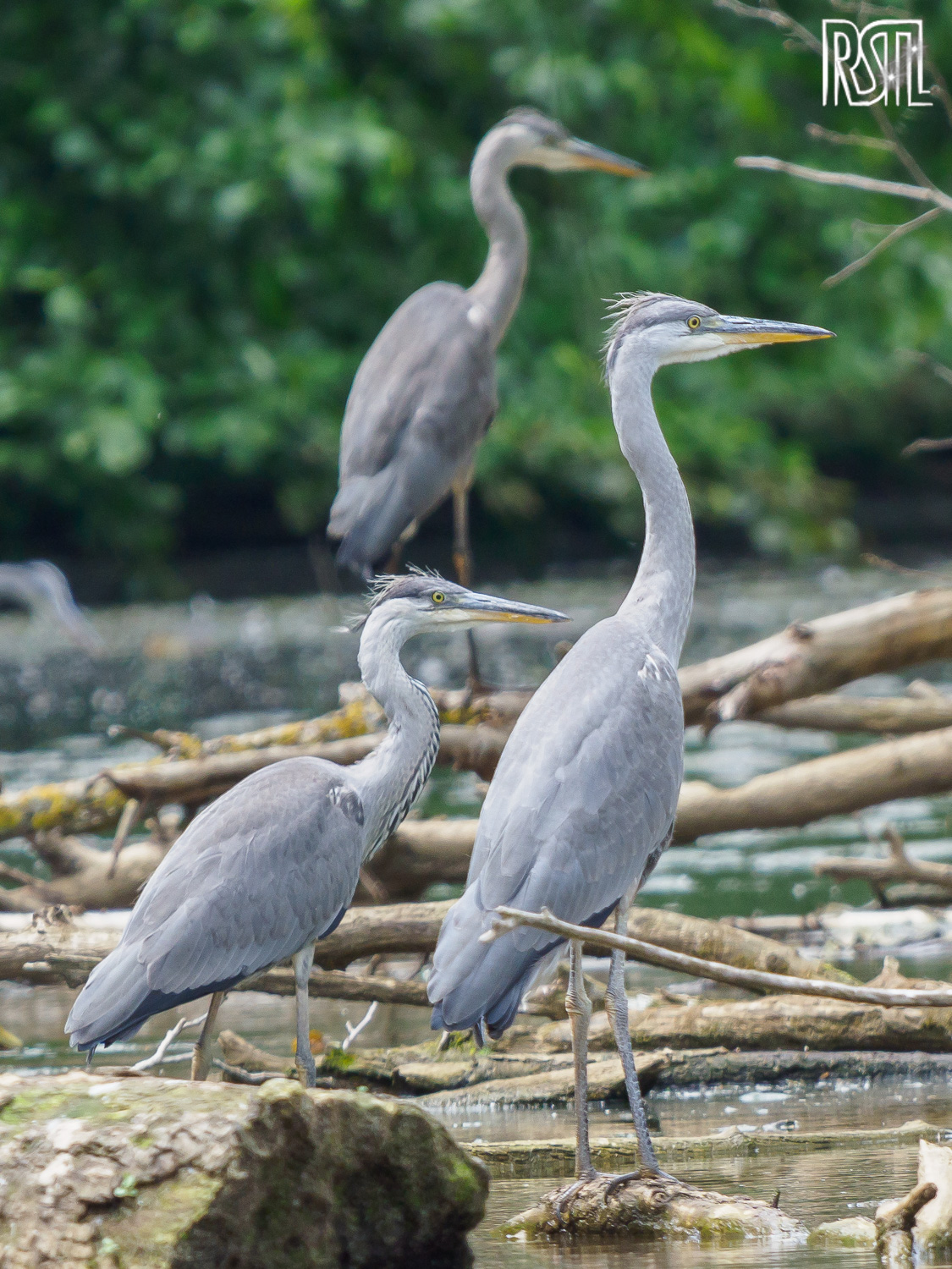 22 June 2019<BR>1/250 sec at f / 8,0 @ ISO 640<BR>OLYMPUS CORPORATION E-M1MarkII + LEICA DG 100-400/F4.0-6.3