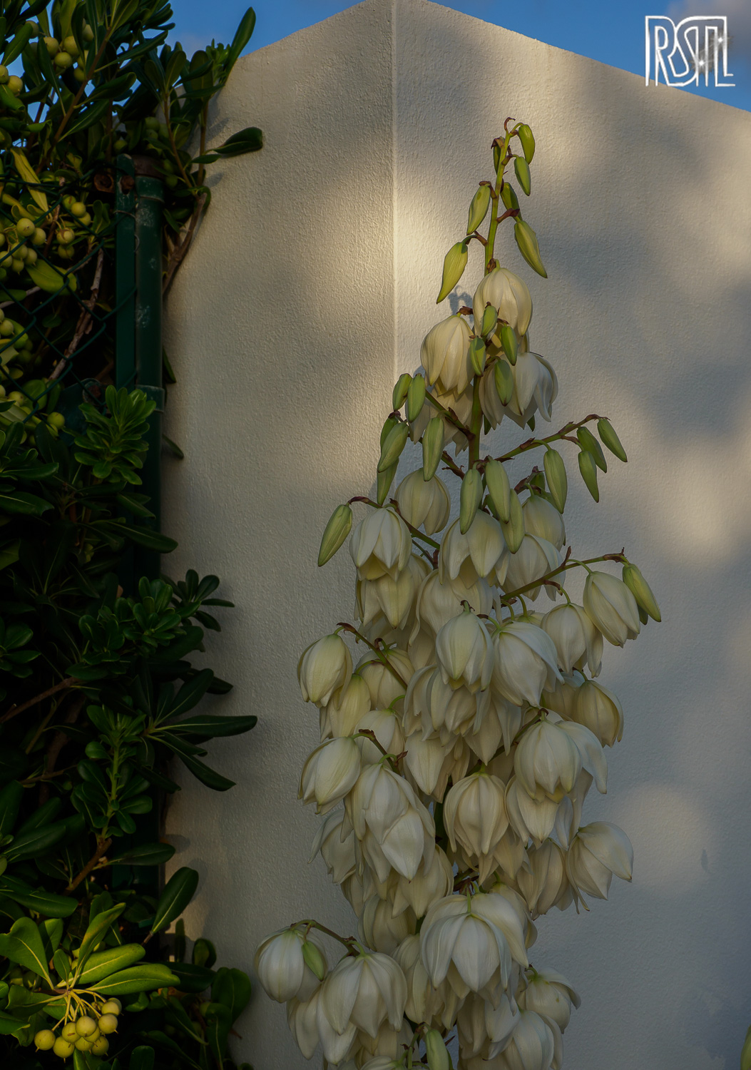 29 September 2019<BR>1/640 sec at f / 5,0 @ ISO 200<BR>OLYMPUS CORPORATION E-M1MarkII + OLYMPUS M.12-100mm F4.0