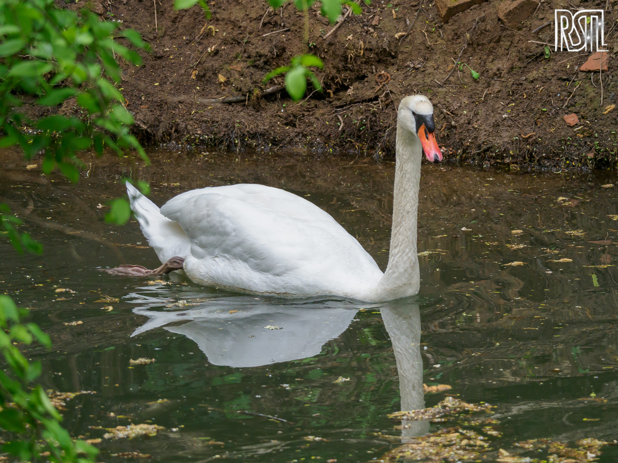 30 April 2020<BR>1/250 sec at f / 4,4 @ ISO 1600<BR>OLYMPUS CORPORATION E-M1MarkII + LEICA DG 100-400/F4.0-6.3