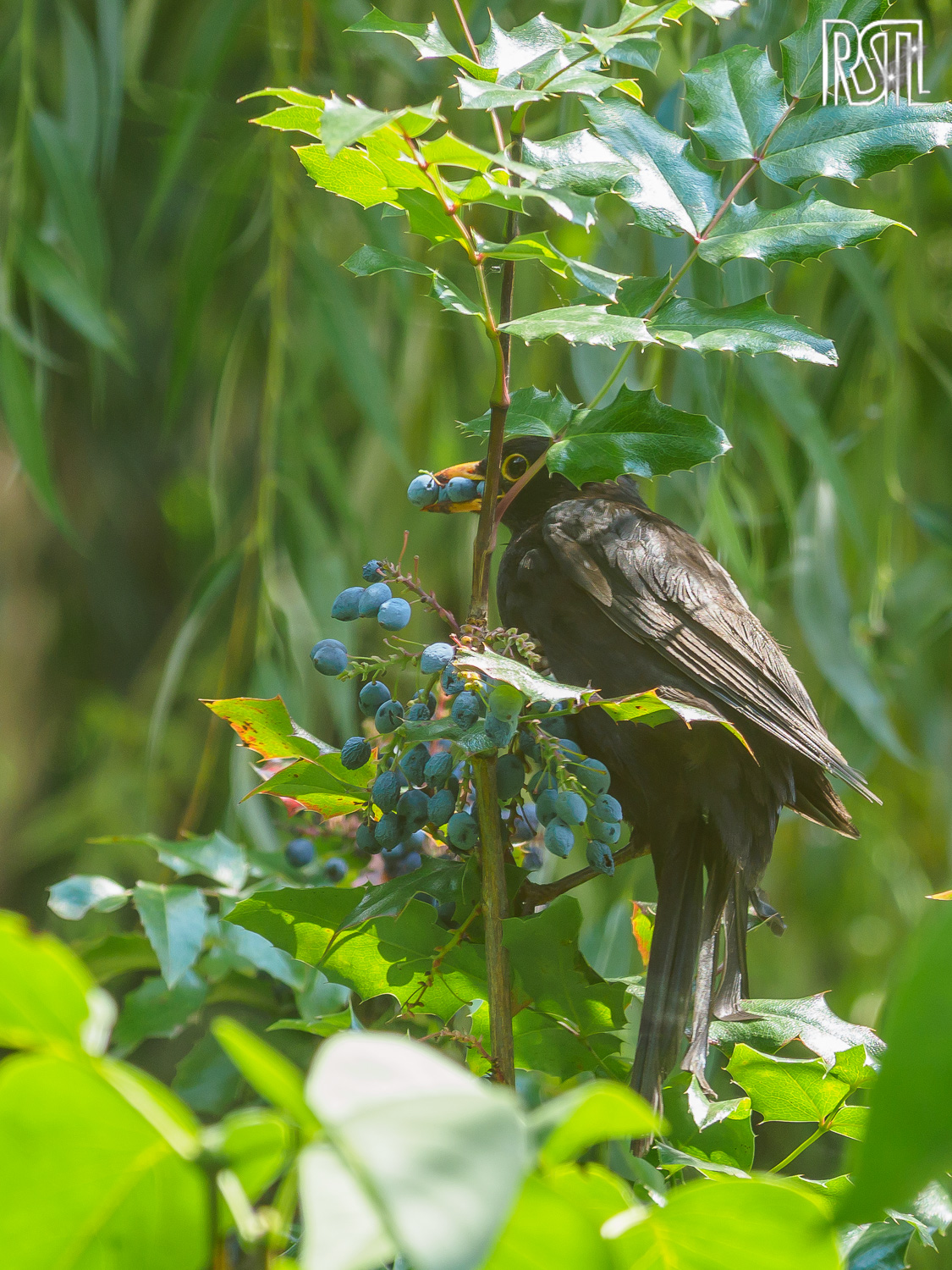 10 August 2020<BR>1/200 sec at f / 4,0 @ ISO 250<BR>OLYMPUS CORPORATION E-M1MarkII + OLYMPUS M.12-100mm F4.0