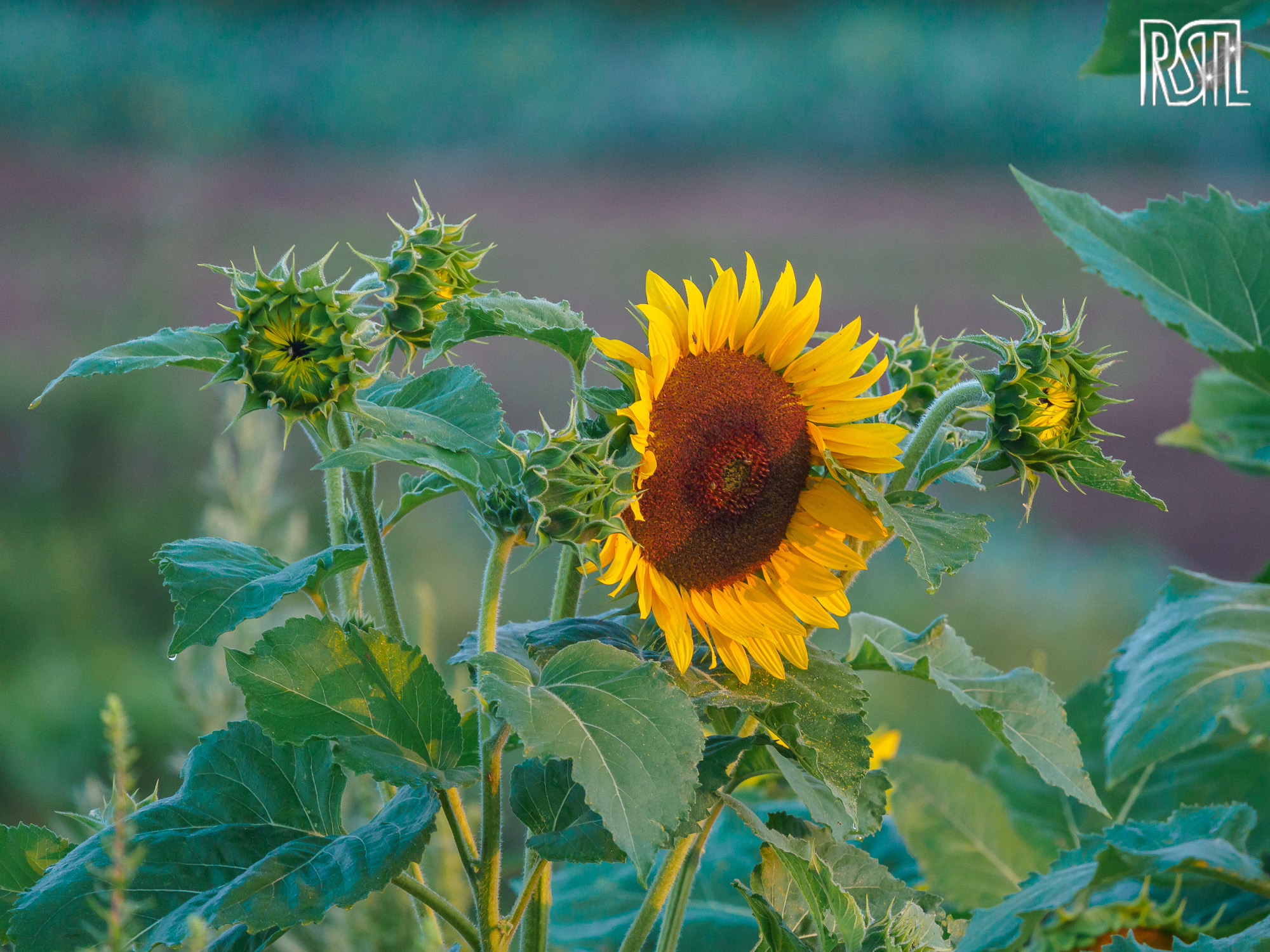 16 August 2020<BR>1/250 sec at f / 6,3 @ ISO 1600<BR>OLYMPUS CORPORATION E-M1MarkII + LEICA DG 100-400/F4.0-6.3