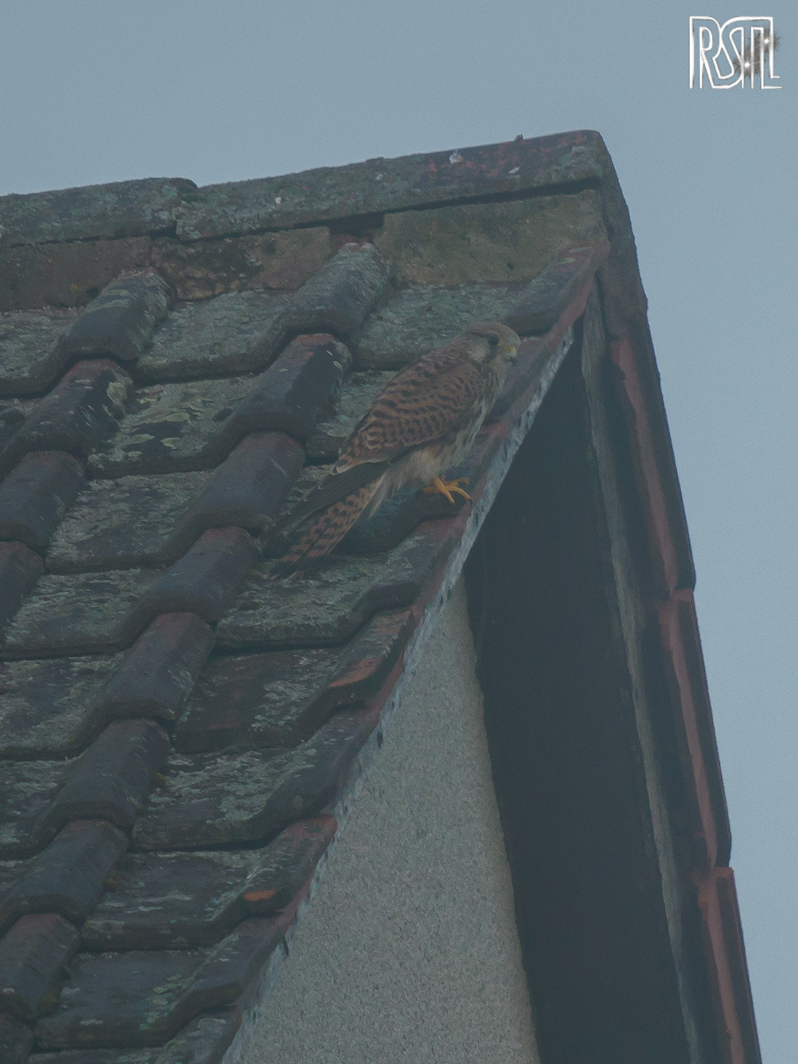 16 August 2020<BR>1/250 sec at f / 6,3 @ ISO 320<BR>OLYMPUS CORPORATION E-M1MarkII + LEICA DG 100-400/F4.0-6.3