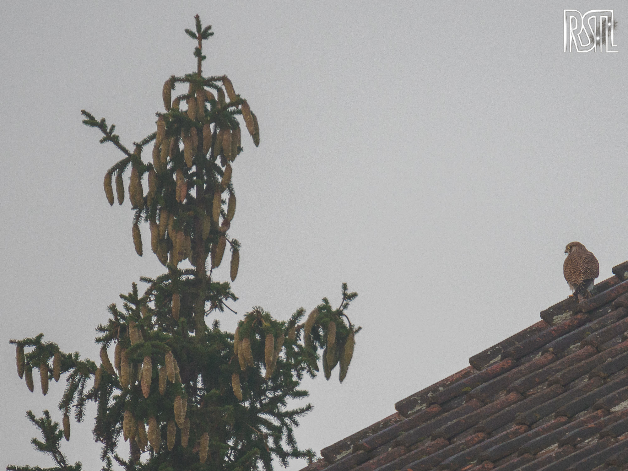 16 August 2020<BR>1/250 sec at f / 6,3 @ ISO 400<BR>OLYMPUS CORPORATION E-M1MarkII + LEICA DG 100-400/F4.0-6.3