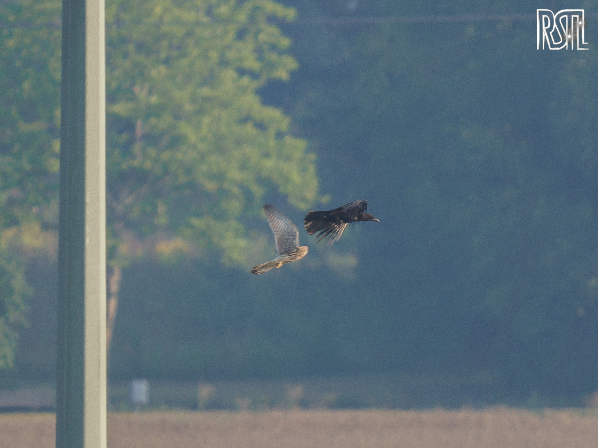 16 August 2020<BR>1/320 sec at f / 6,3 @ ISO 200<BR>OLYMPUS CORPORATION E-M1MarkII + LEICA DG 100-400/F4.0-6.3