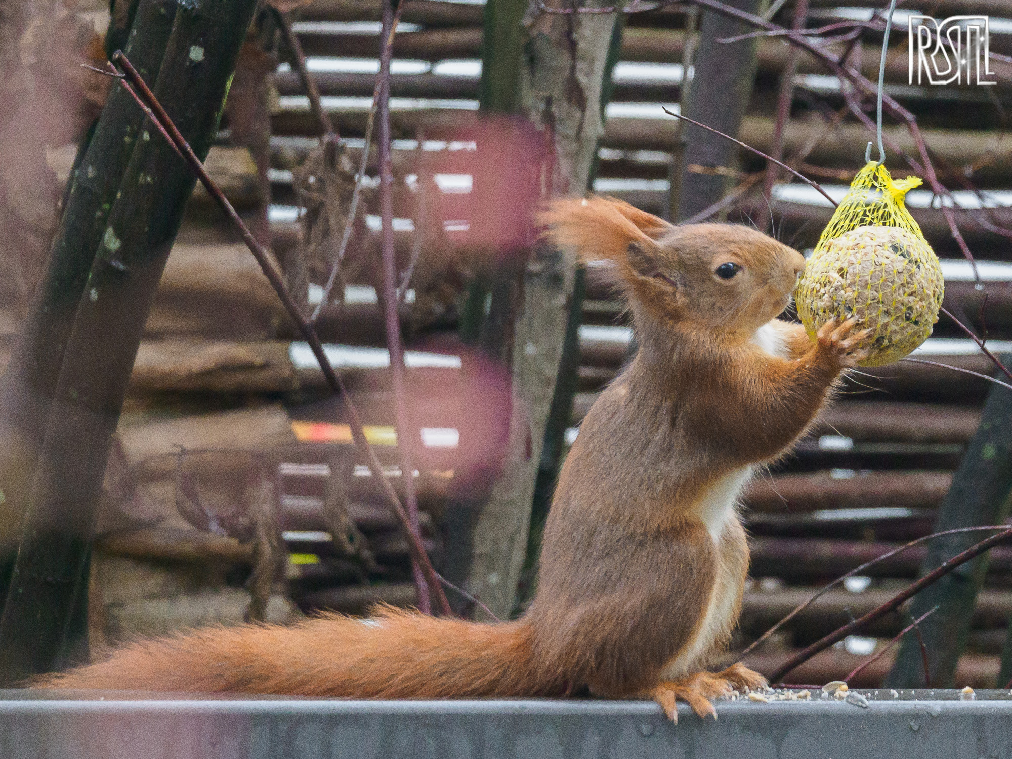 13 December 2020<BR>1/160 sec at f / 5,1 @ ISO 3200<BR>OLYMPUS CORPORATION E-M1MarkII + LEICA DG 100-400/F4.0-6.3