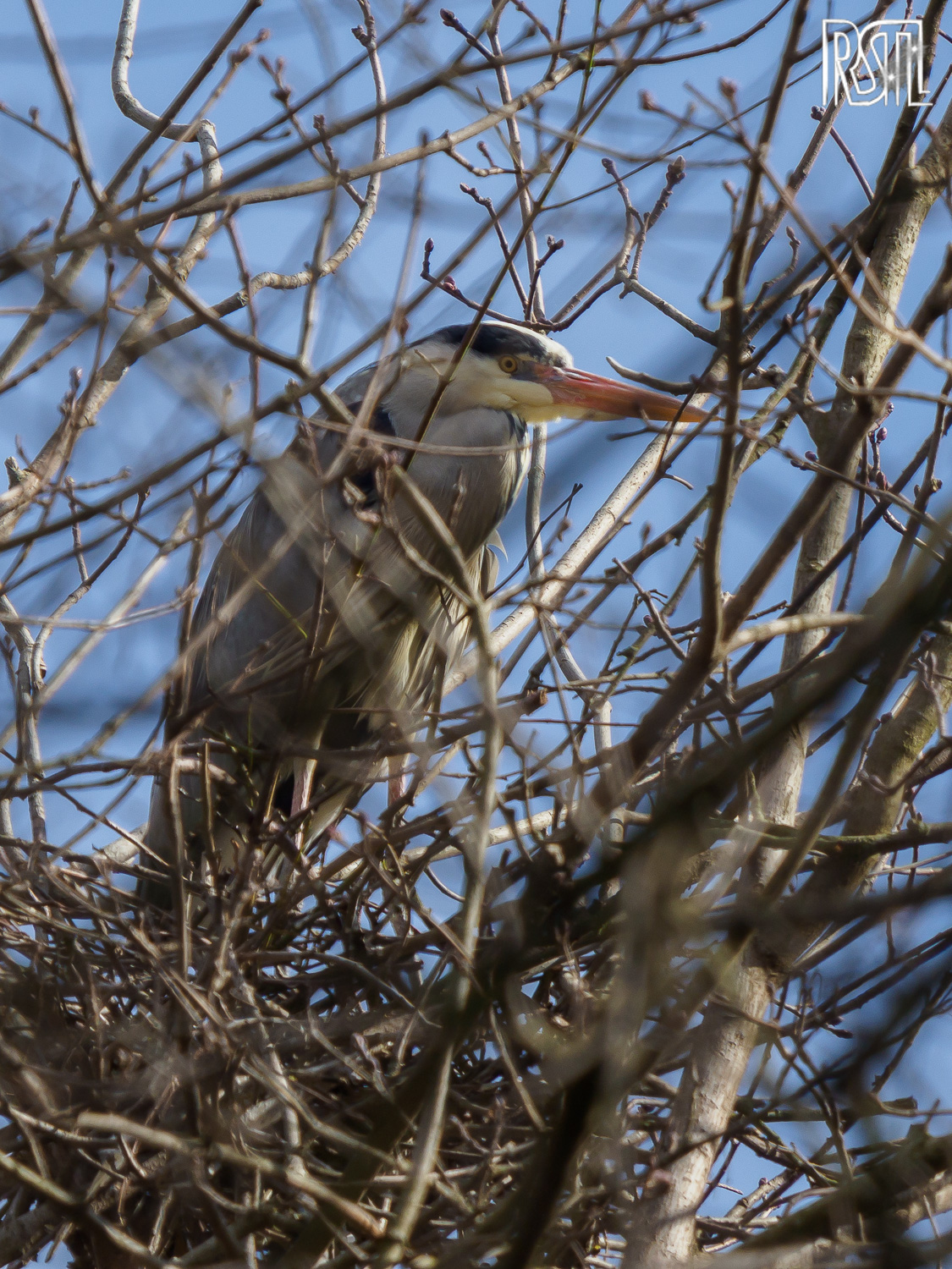 22 February 2020<BR>1/500 sec at f / 6,3 @ ISO 200<BR>OLYMPUS CORPORATION E-M1MarkII + LEICA DG 100-400/F4.0-6.3