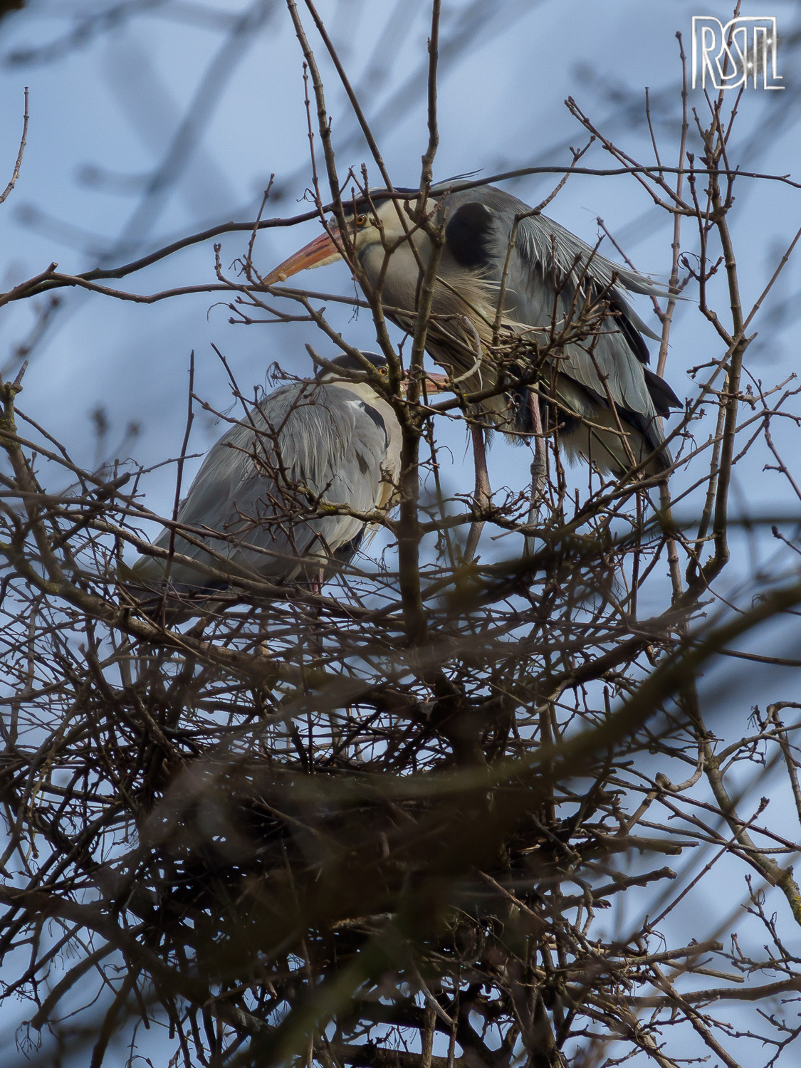 22 February 2020<BR>1/500 sec at f / 6,3 @ ISO 200<BR>OLYMPUS CORPORATION E-M1MarkII + LEICA DG 100-400/F4.0-6.3