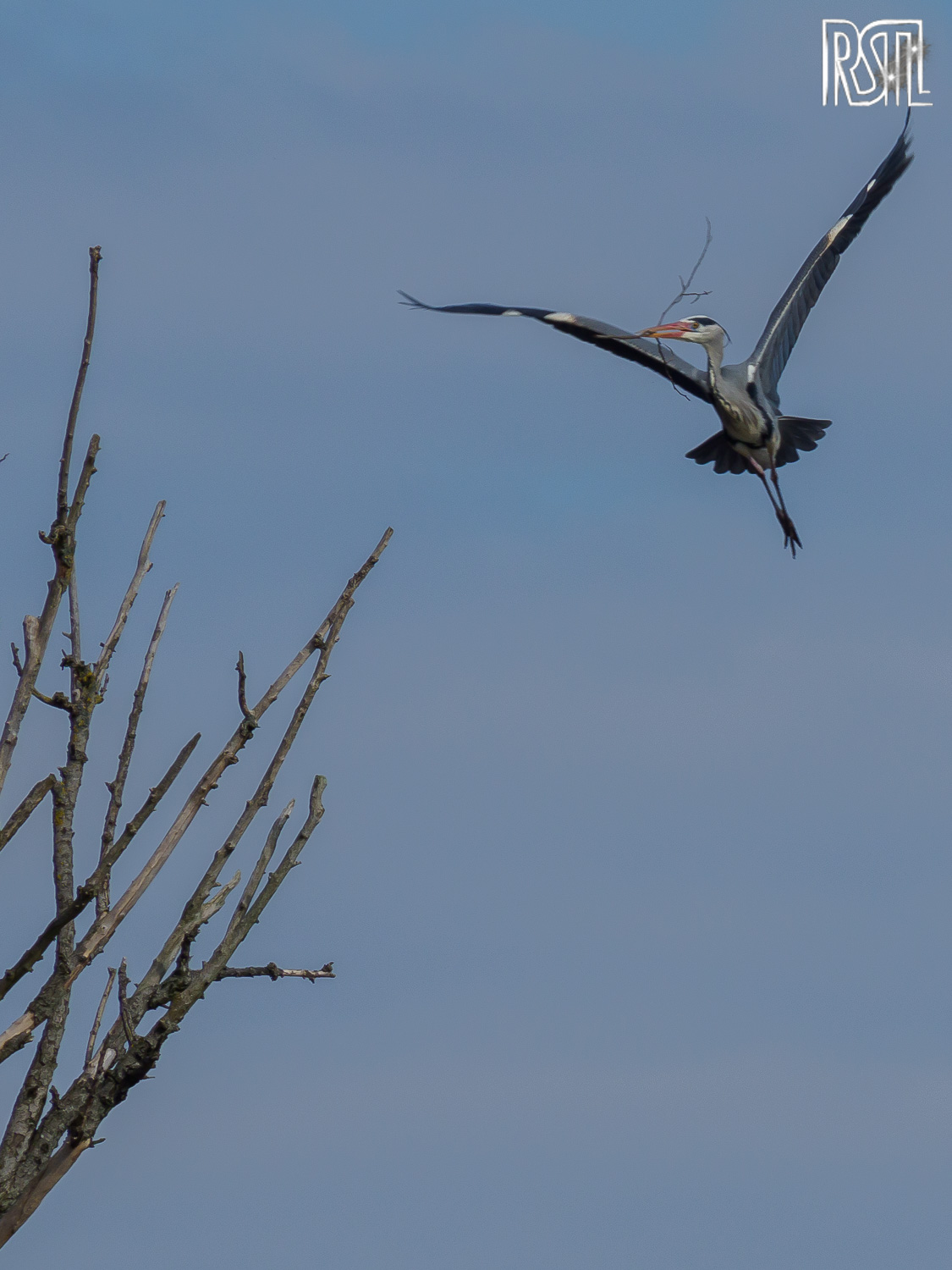 22 February 2020<BR>1/500 sec at f / 10 @ ISO 200<BR>OLYMPUS CORPORATION E-M1MarkII + LEICA DG 100-400/F4.0-6.3