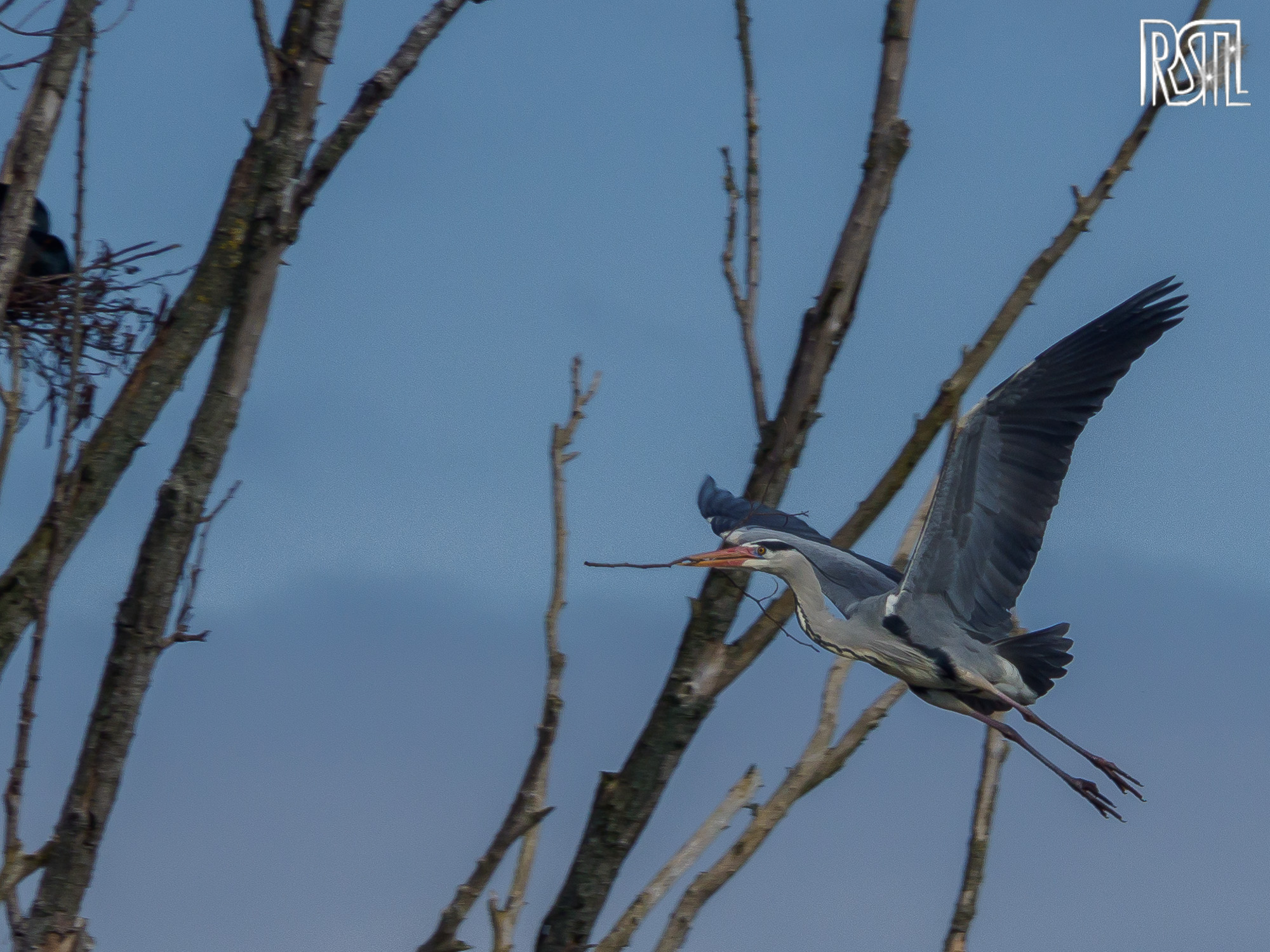 22 February 2020<BR>1/500 sec at f / 10 @ ISO 200<BR>OLYMPUS CORPORATION E-M1MarkII + LEICA DG 100-400/F4.0-6.3