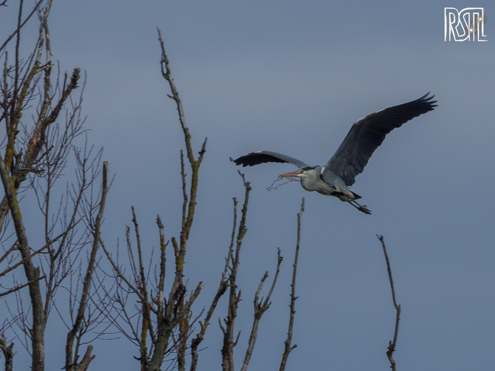 22 February 2020<BR>1/500 sec at f / 10 @ ISO 200<BR>OLYMPUS CORPORATION E-M1MarkII + LEICA DG 100-400/F4.0-6.3