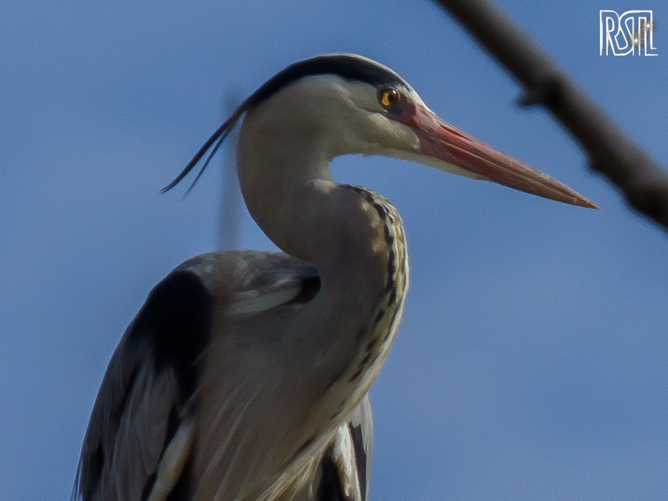 22 February 2020<BR>1/400 sec at f / 10 @ ISO 200<BR>OLYMPUS CORPORATION E-M1MarkII + LEICA DG 100-400/F4.0-6.3