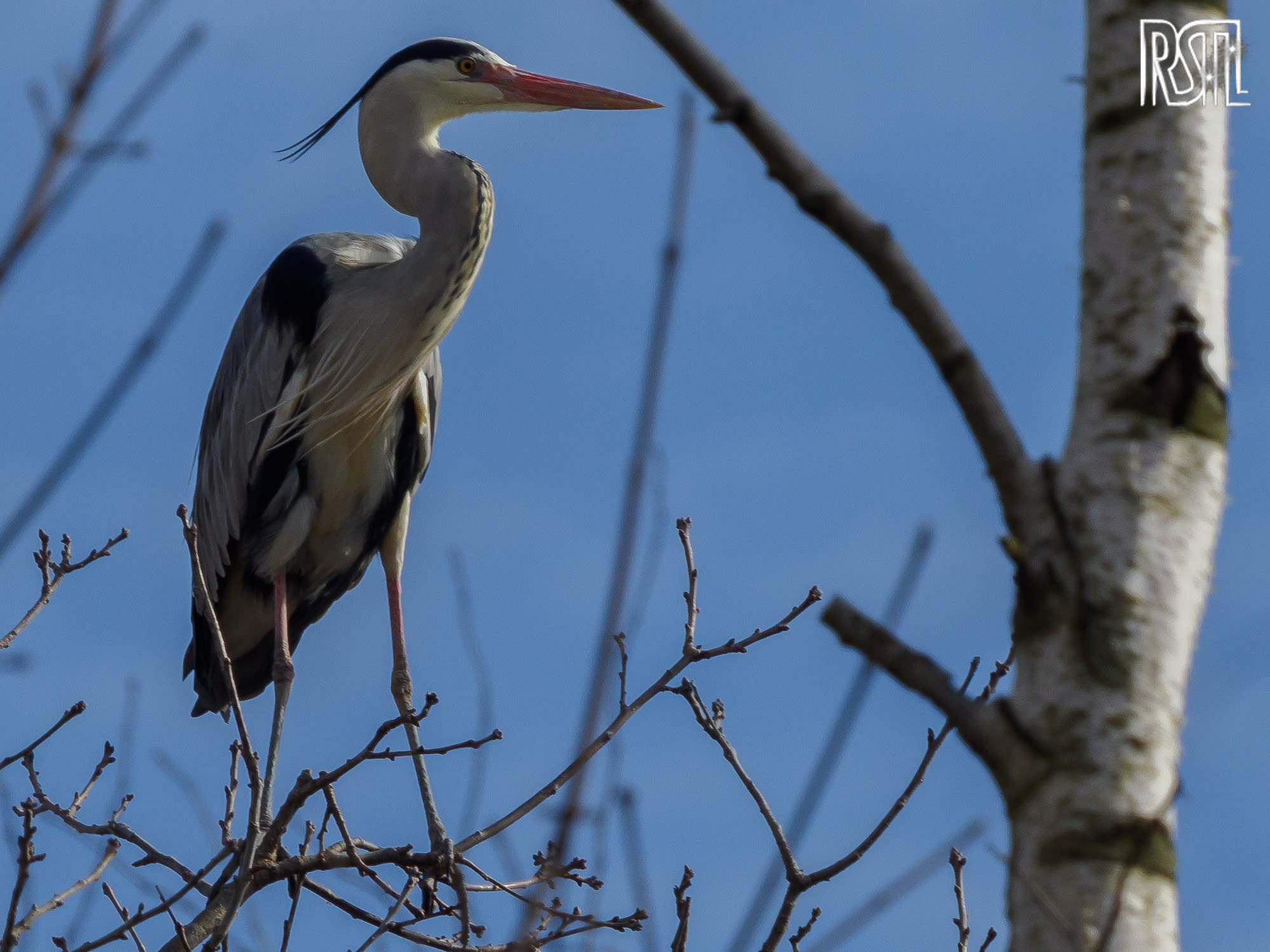22 February 2020<BR>1/400 sec at f / 10 @ ISO 200<BR>OLYMPUS CORPORATION E-M1MarkII + LEICA DG 100-400/F4.0-6.3