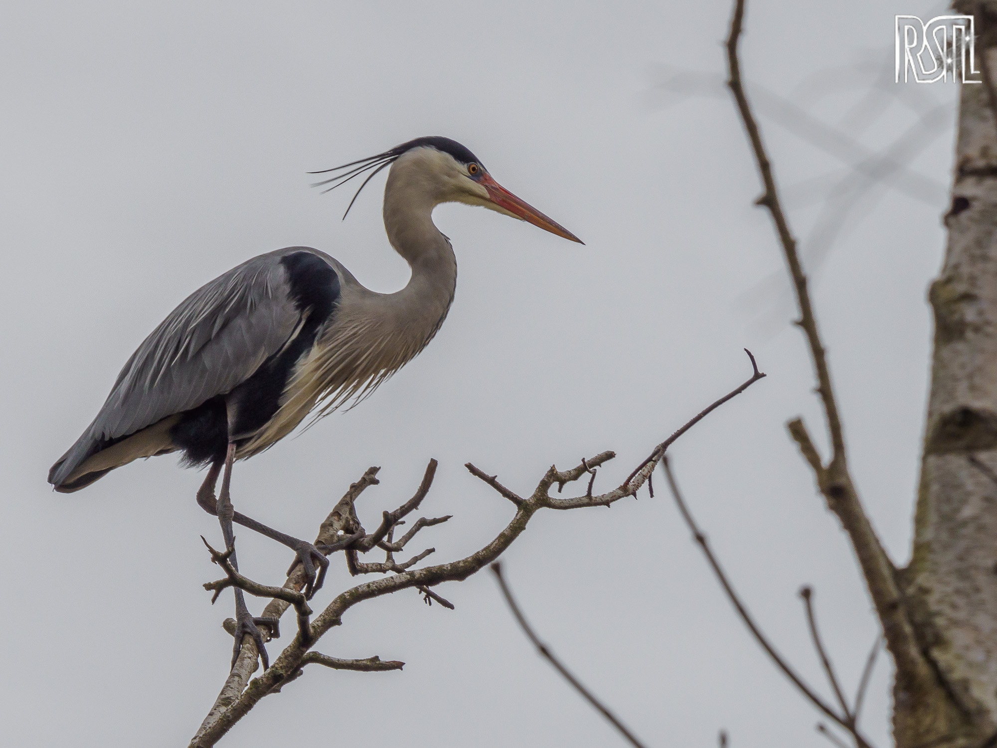 22 February 2020<BR>1/250 sec at f / 10 @ ISO 250<BR>OLYMPUS CORPORATION E-M1MarkII + LEICA DG 100-400/F4.0-6.3